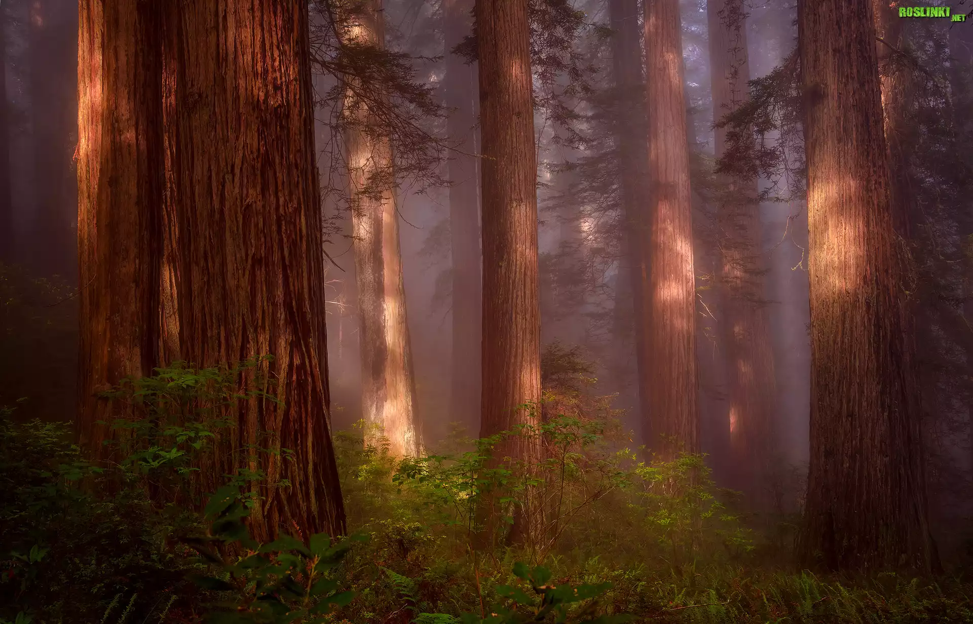 Stany Zjednoczone, Stan Kalifornia, Park Narodowy Redwood, Las, Drzewa, Mgła, Paprocie, Sekwoje