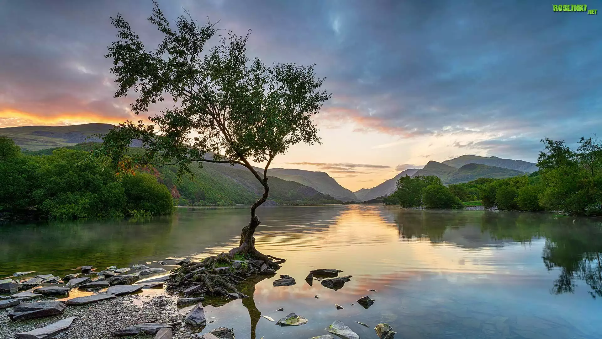 Wielka Brytania, Walia, Park Narodowy Snowdonia, Jezioro, Llyn Padarn, Góry, Drzewo, Kamienie, Zachód słońca