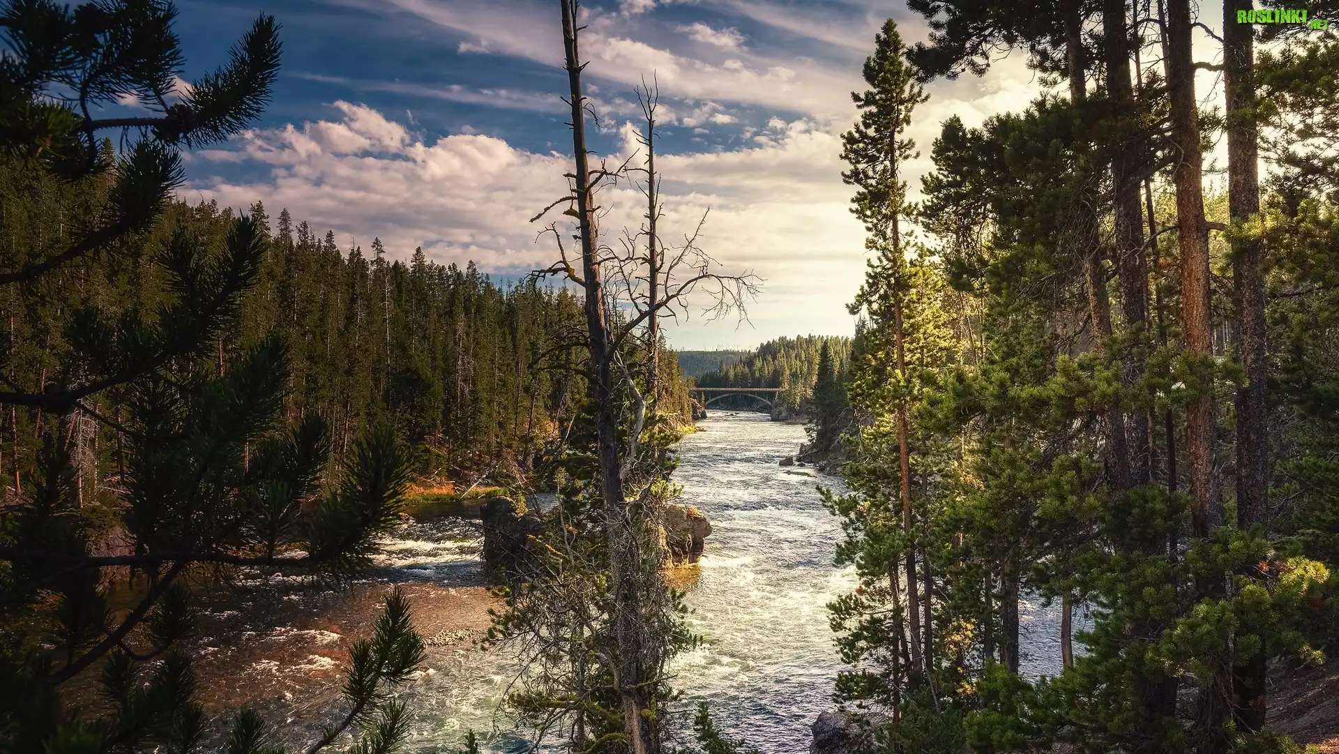 Rzeka, Yellowstone River, Drzewa, Sosny, Park Narodowy Yellowstone, Wyoming, Stany Zjednoczone