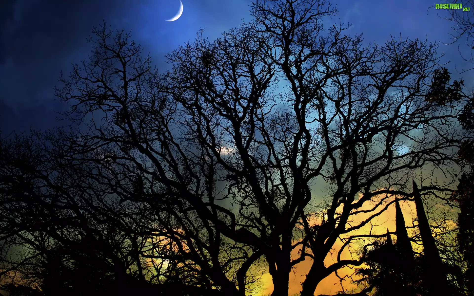 Niebo, Księżyc, Noc, Drzewa, Cień, Blask
