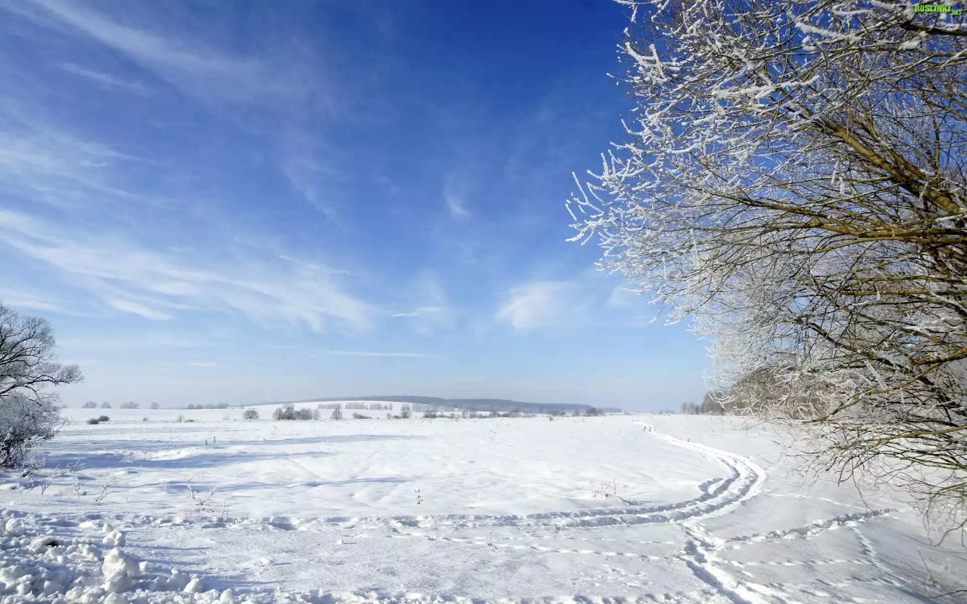 Niebo, Drzewo, Åšnieg, Zima