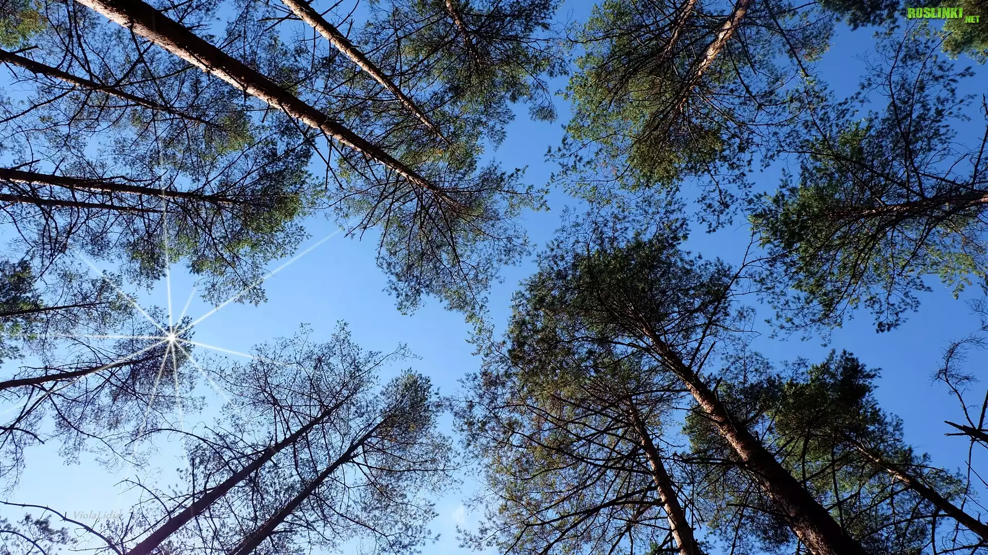Niebo, Drzewa, Promienie, Słońca
