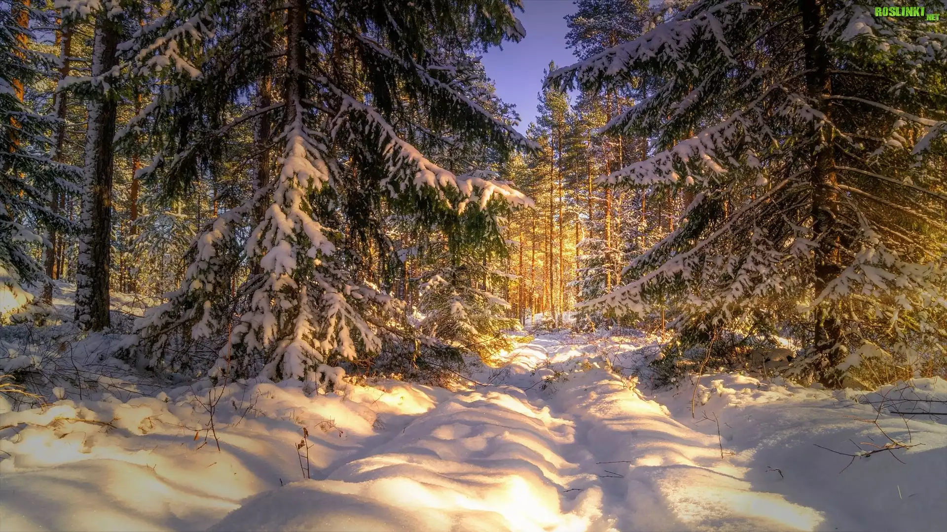 Śnieg, Zima, Las, Słoneczny, Dzień, Drzewa, Świerki