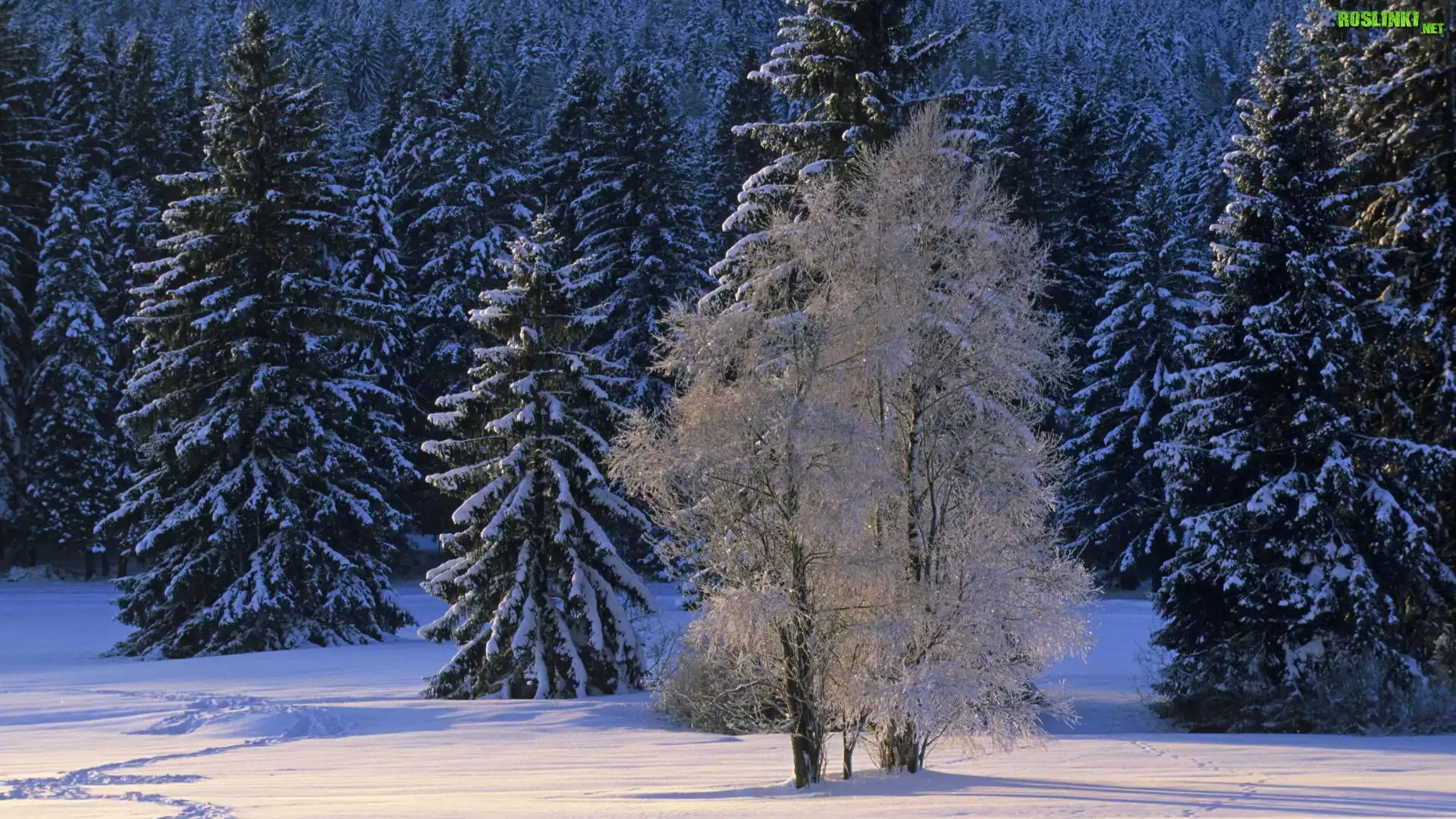 Zima, Śnieg, Drzewo