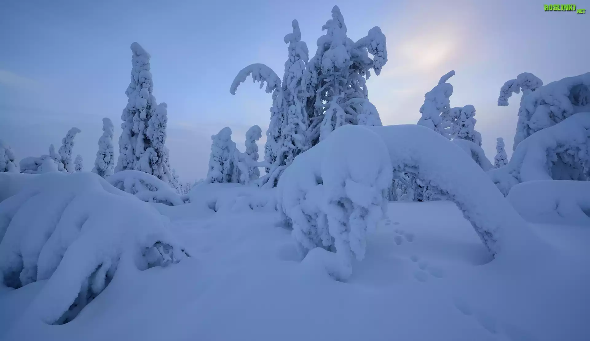 Zima, Åšnieg, Drzewa, Rezerwat Valtavaara, Laponia, Finlandia