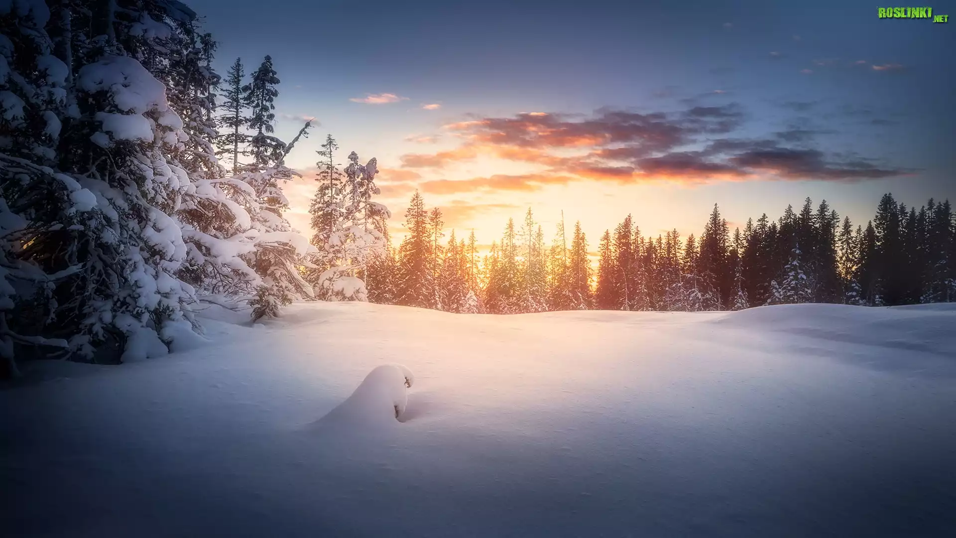 Norwegia, Region Sør-Trøndelag, Miasto Trondheim, Bymarka, Zachód SÅ‚oÅ„ca, Zima, Las, Drzewa, Chmury