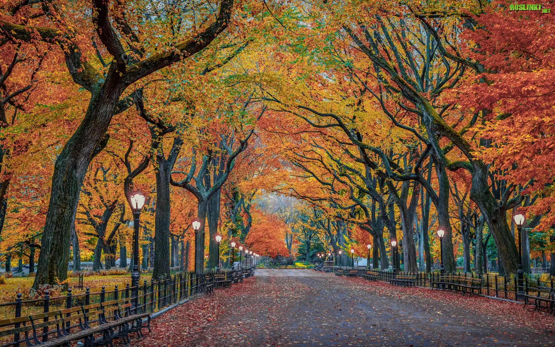 Stany Zjednoczone, Nowy Jork, Central Park, Drzewa, Latarnie, Aleja, Ławki, Jesień