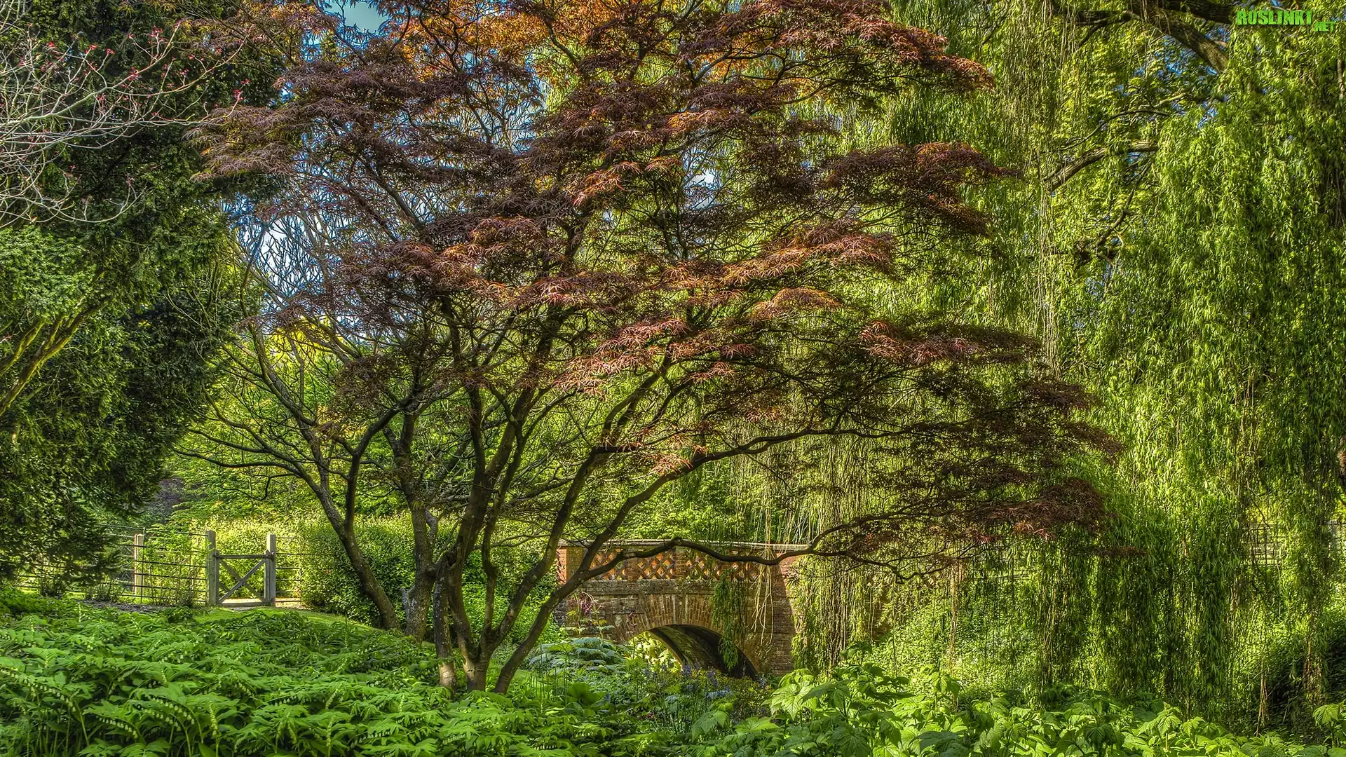 Anglia, Ogród Cottesbrooke Hall, Park, Drzewa, Mostek