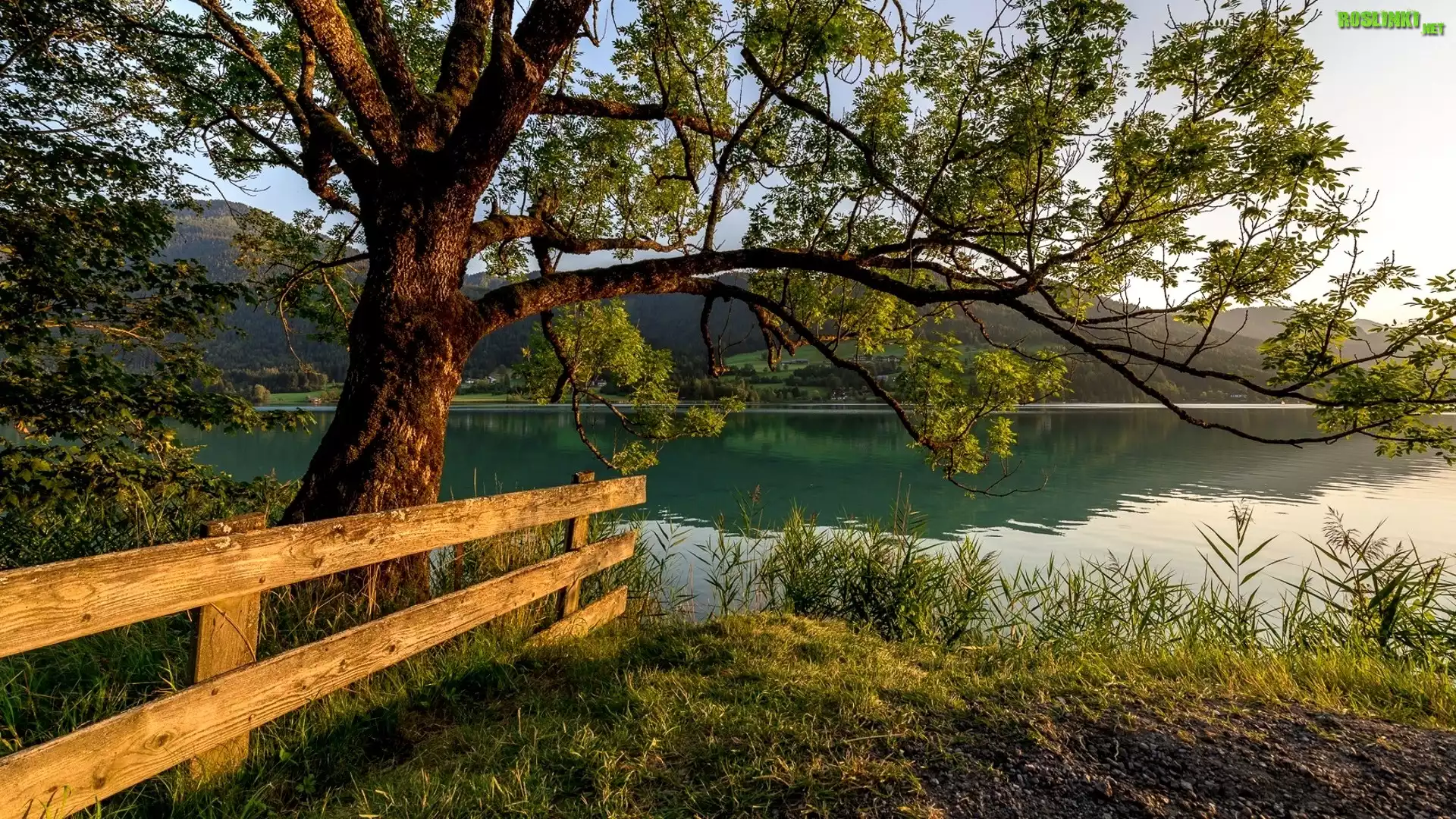 Austria, Karyntia, Gmina Weißensee, Jezioro Weißensee, Drzewo, Ogrodzenie