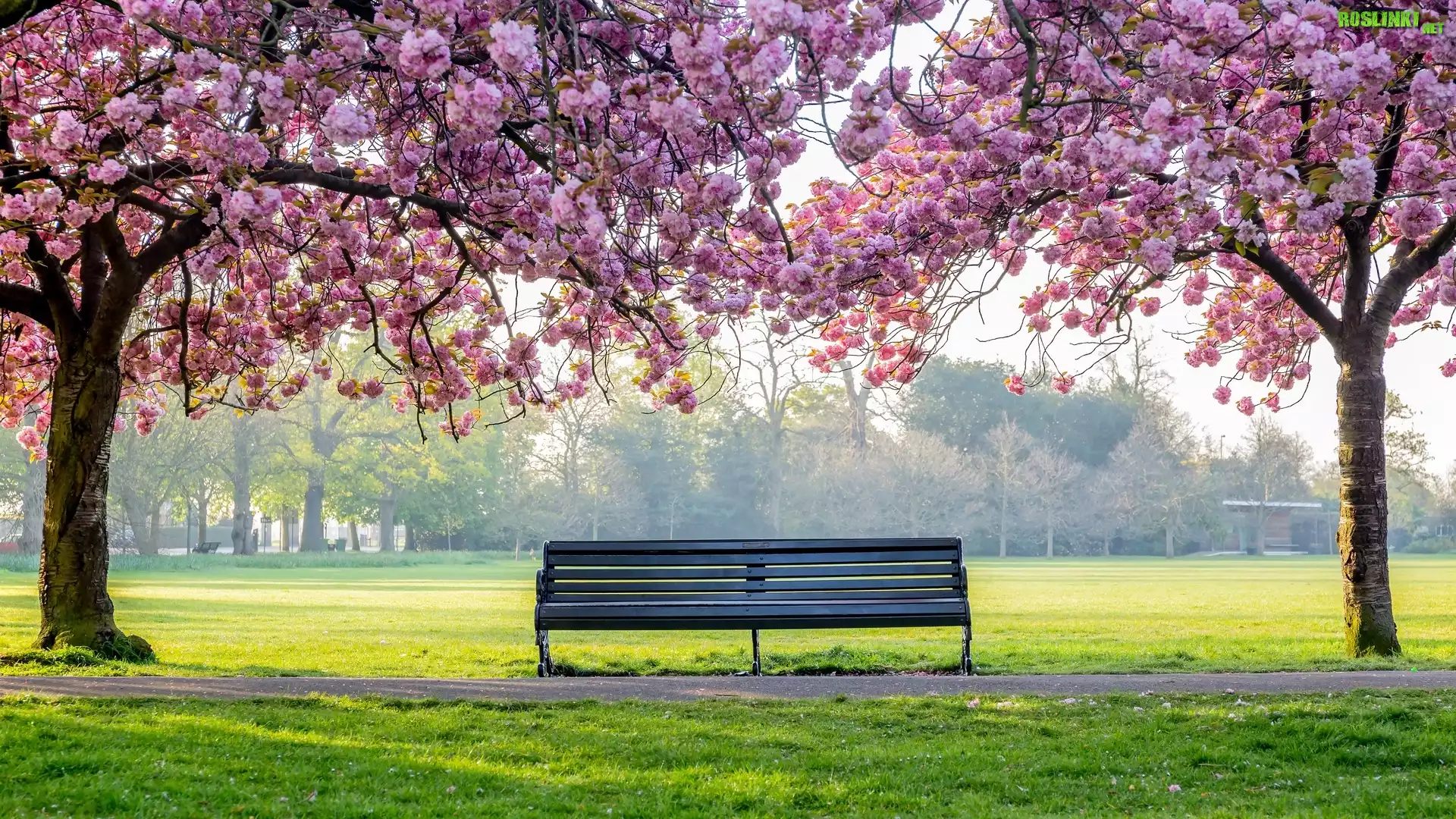 Ławka, Park, Wiosna, Okwiecone, Drzewa