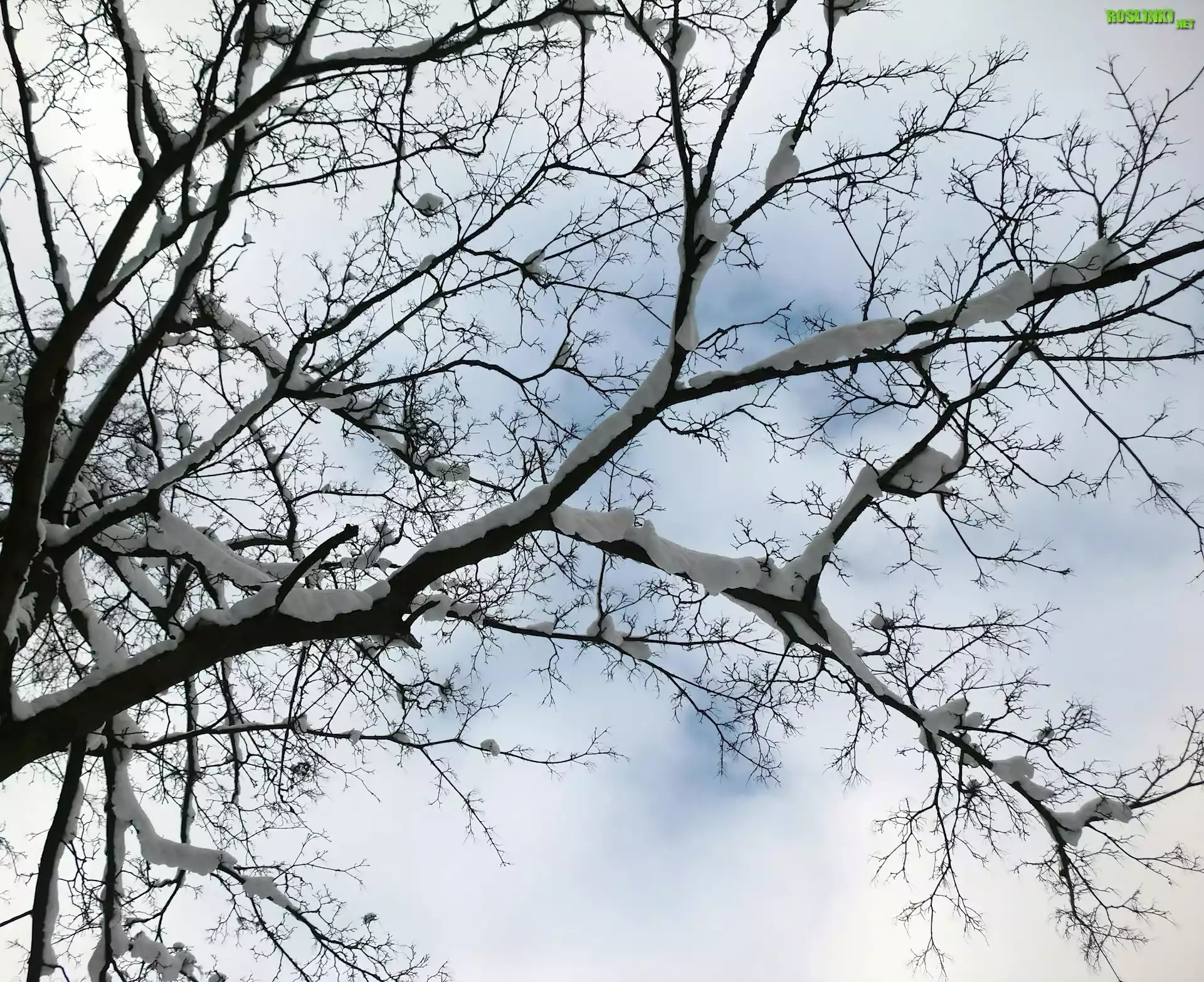 Ośnieżone, Drzewo, Na Tle, Nieba