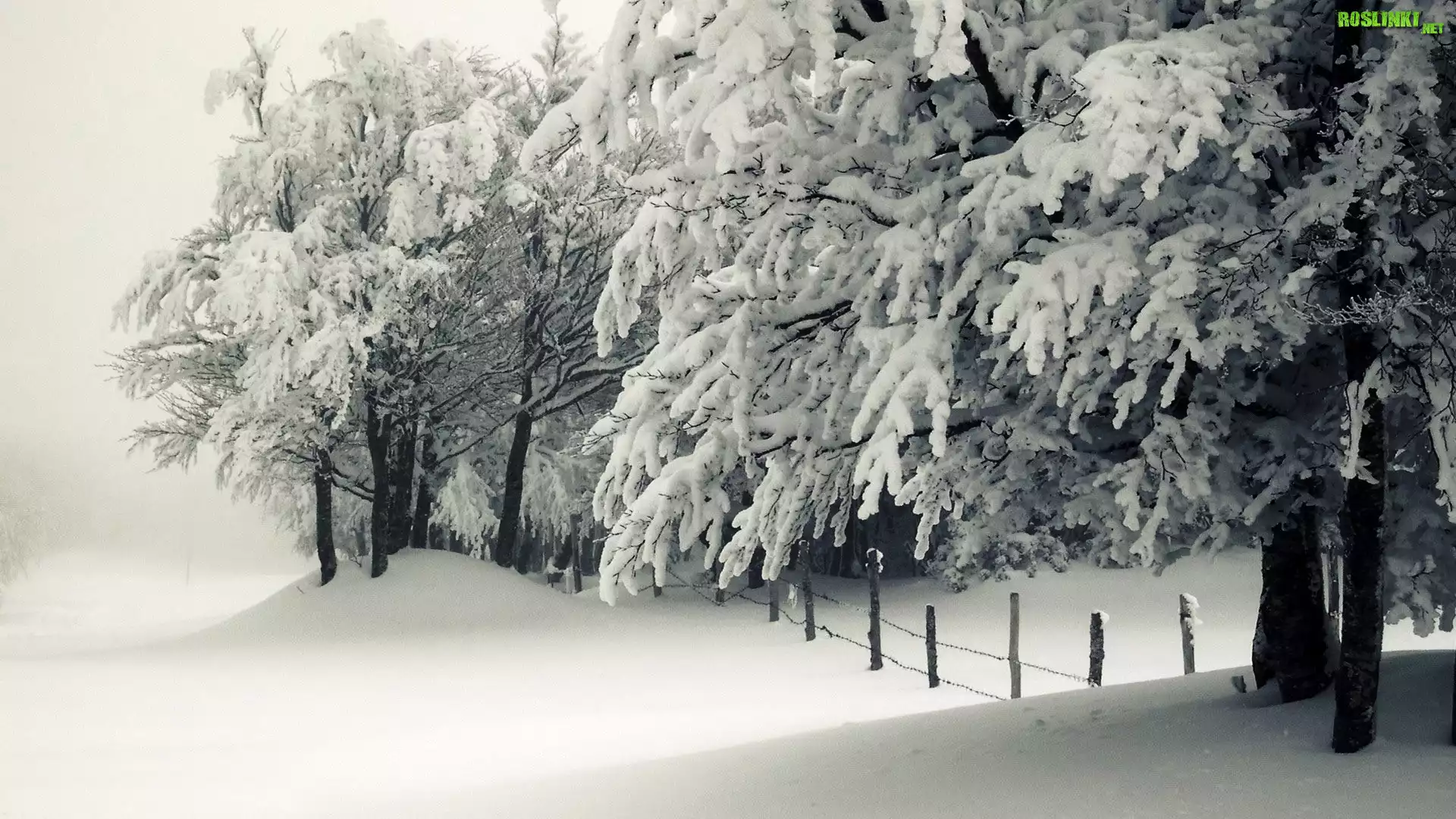 Zima, Ośnieżone, Drzewa