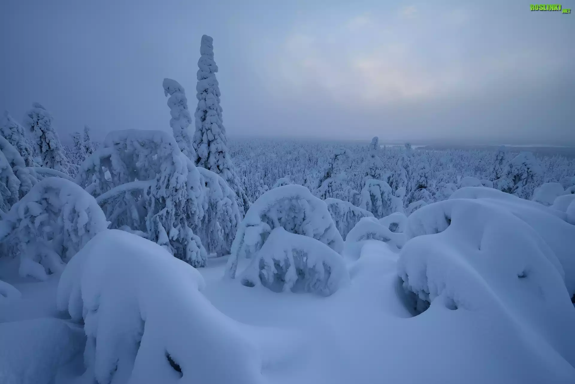 Zima, Ośnieżone, Drzewa, Rezerwat Valtavaara, Laponia, Finlandia