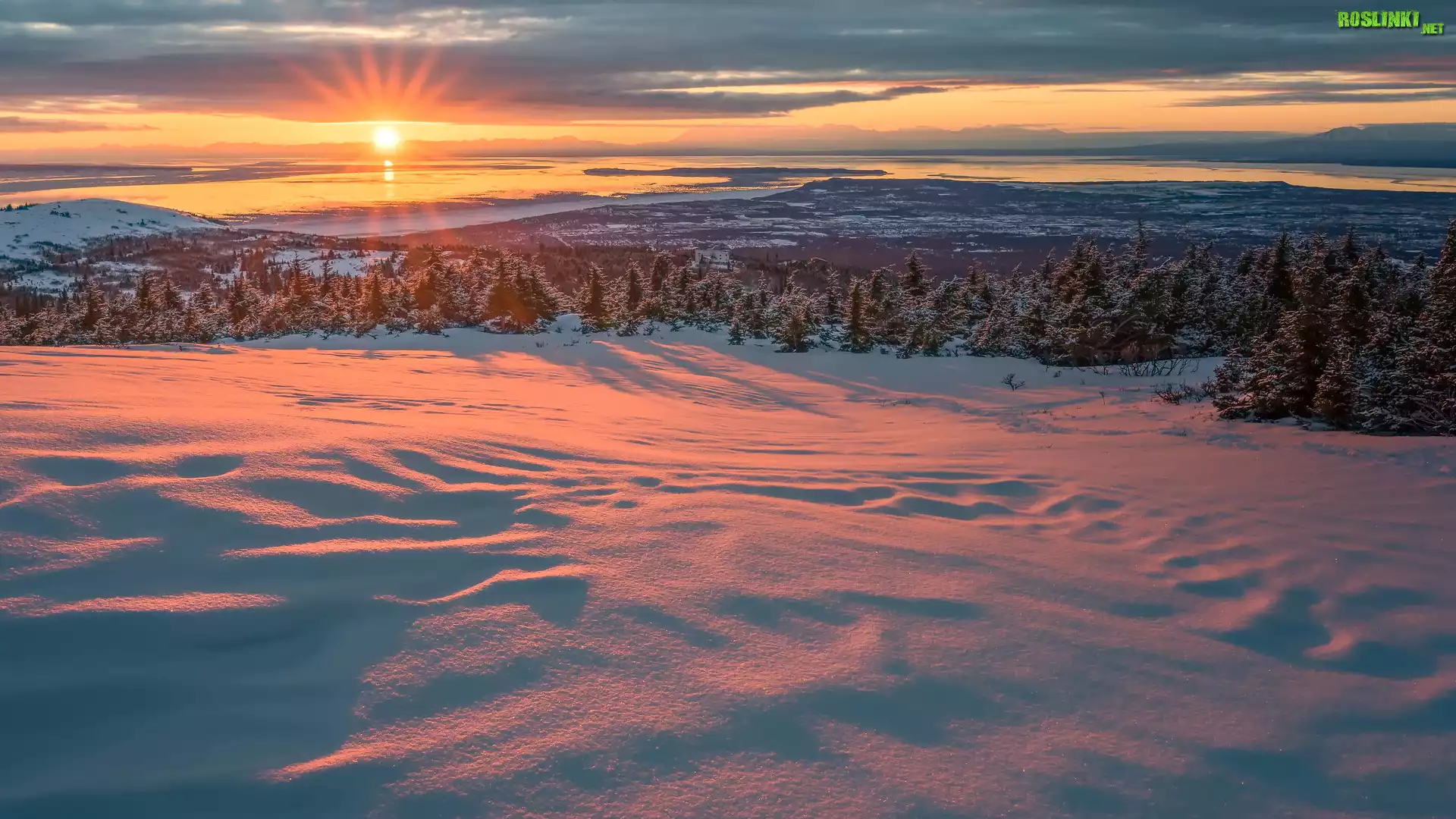 Zima, Promienie słońca, Zatoka Cooka, Ośnieżone, Drzewa, Świerki, Anchorage, Alaska, Stany Zjednoczone