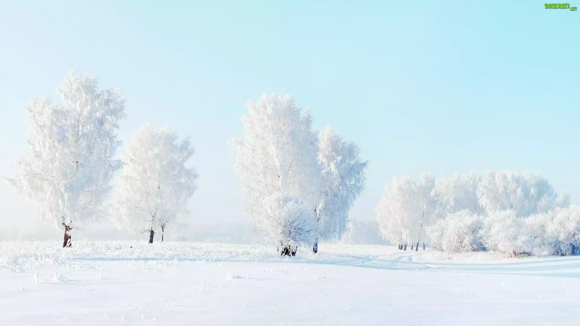 Zima, Oszronione, Drzewa