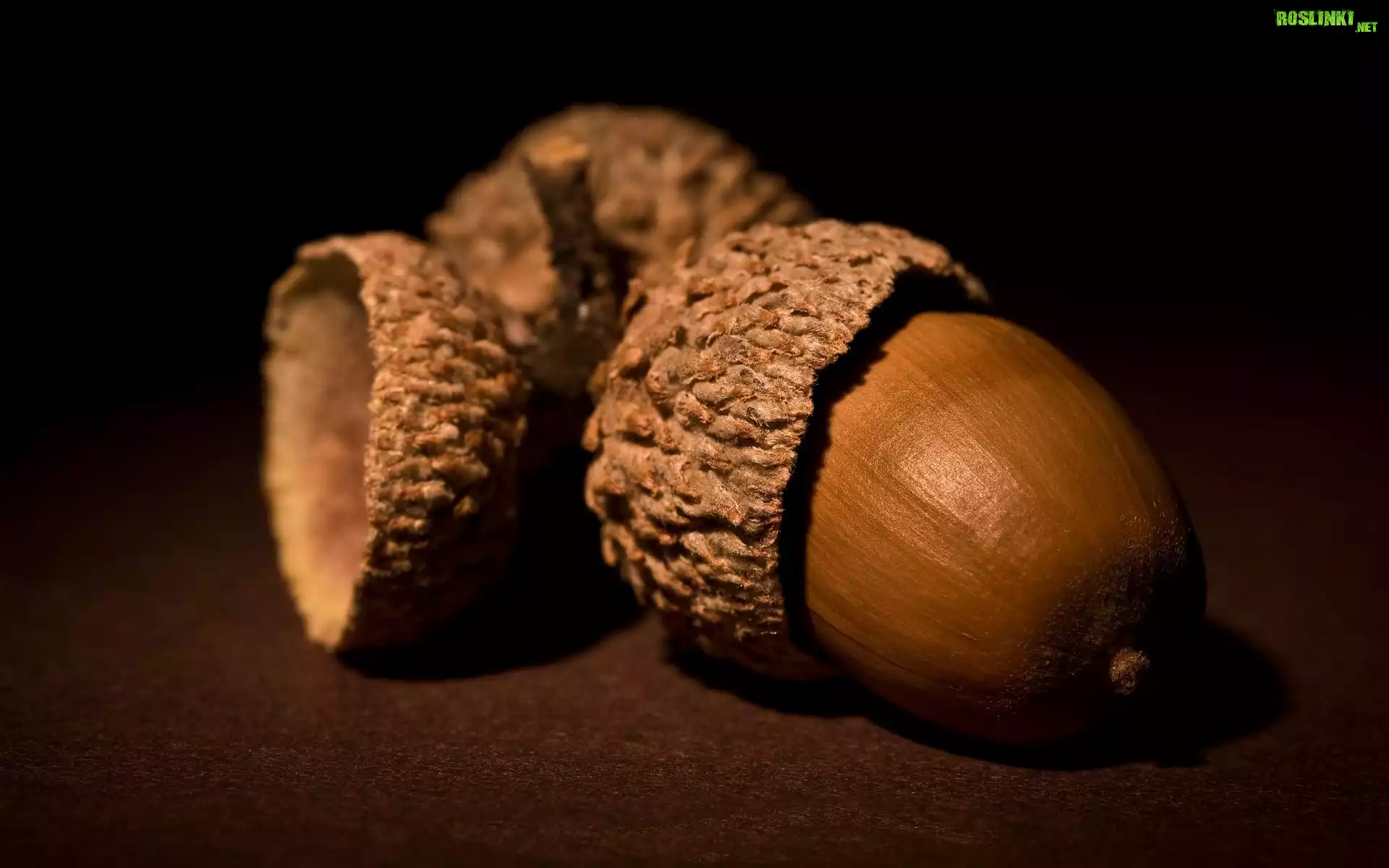 Żołędzie, Owoce, Dębu