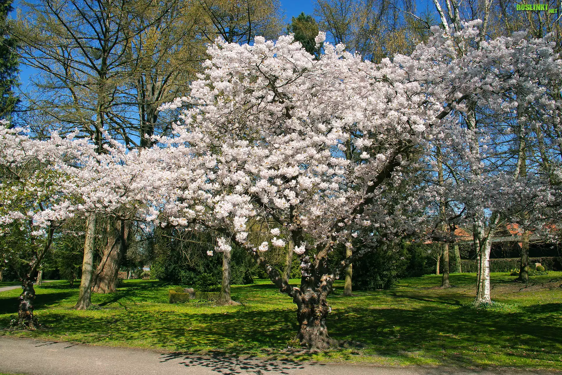 Wiosna, Park, Drzewa owocowe