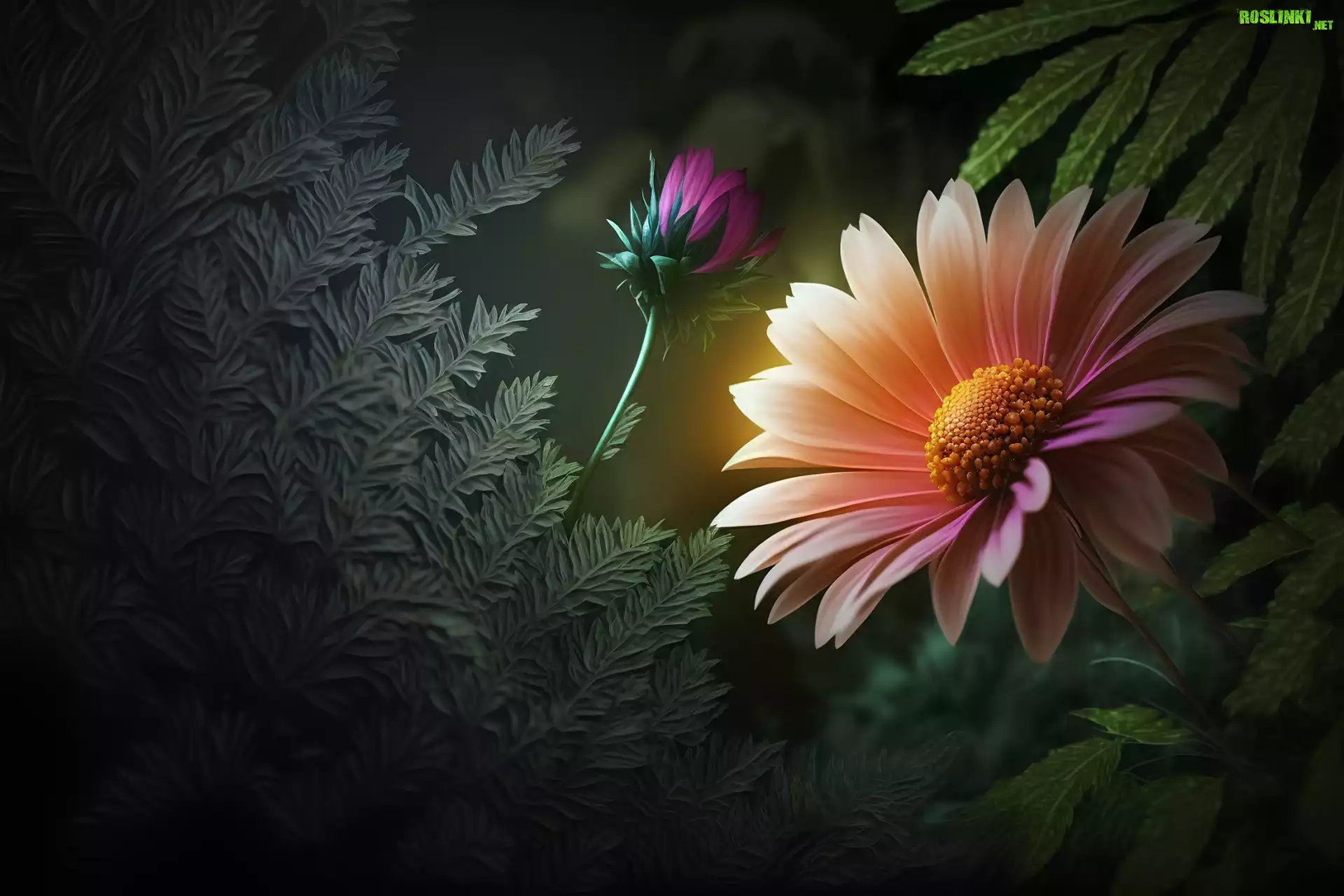 Kwiat, Pąk, Liście, Grafika, Gerbera