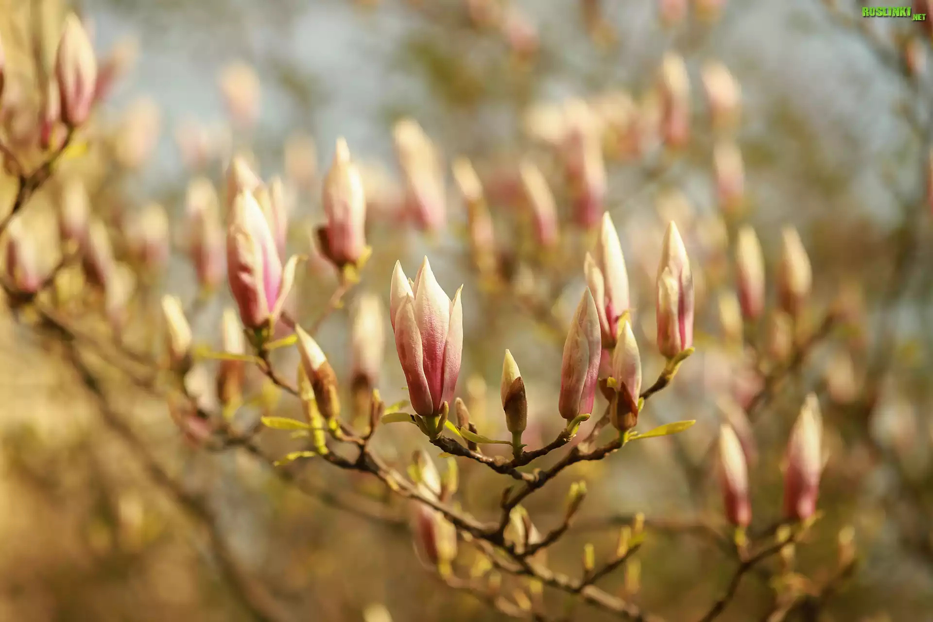 Magnolie, PÄ…ki, Kwiaty