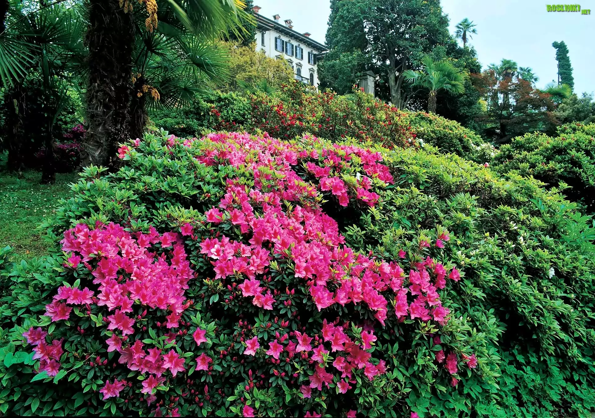 Pałac, Wiosna, Park, Rododendrony