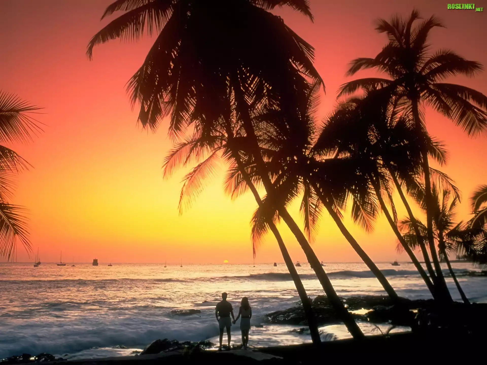 Hawaje, Palmy, Fale