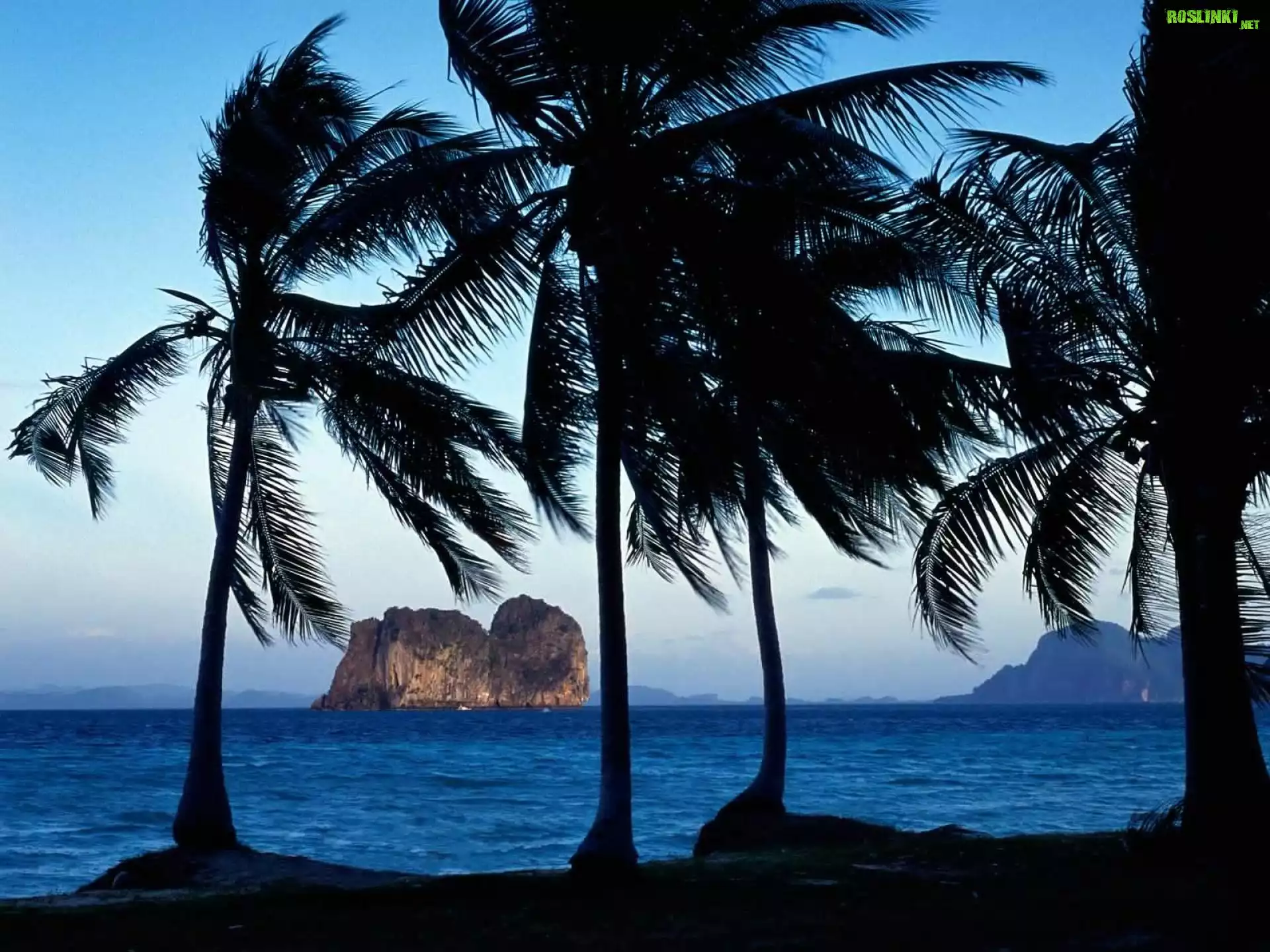 Tajlandia, Palmy, Morze