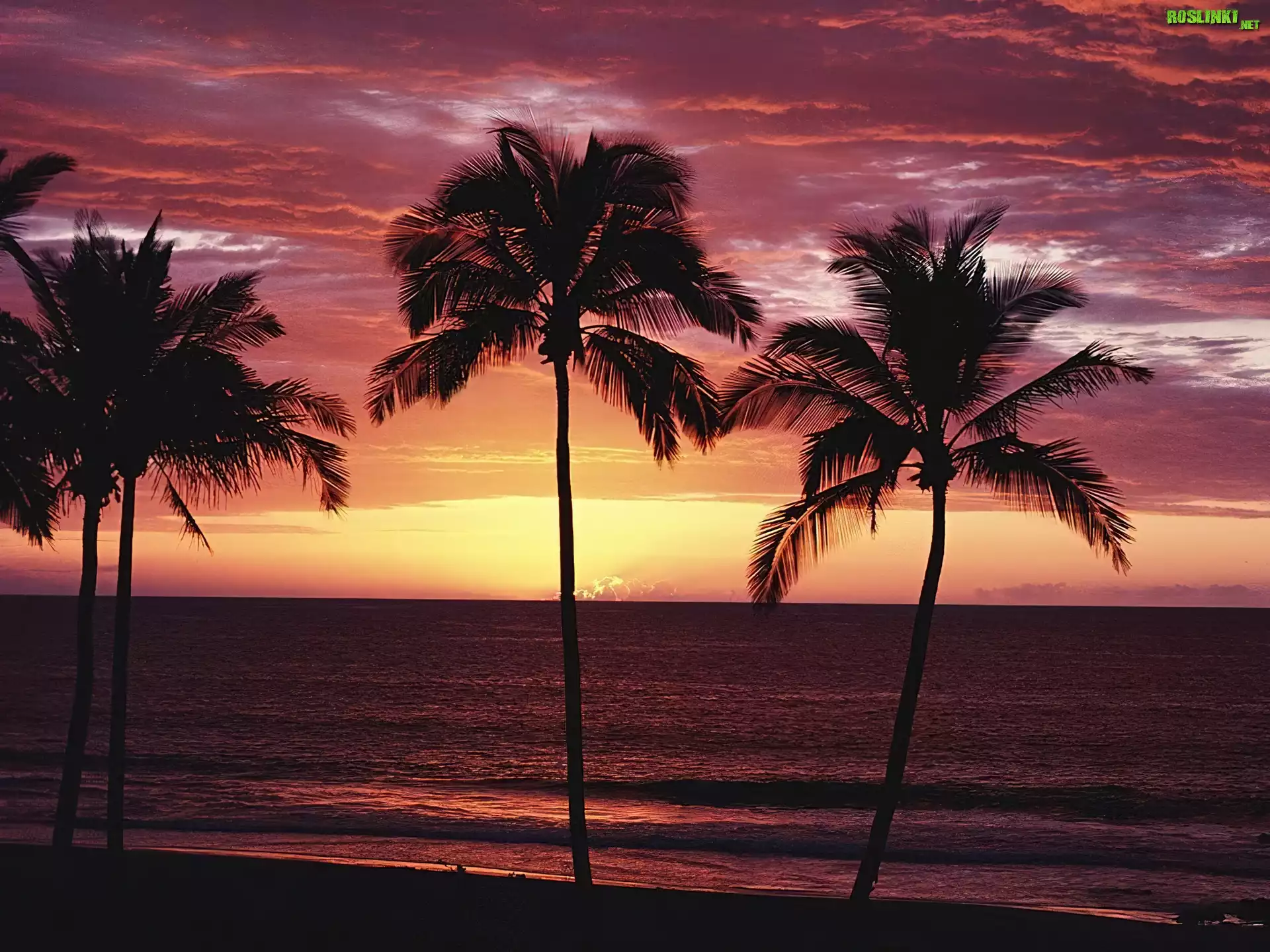 Palmy, Zachód Słońca, Morze