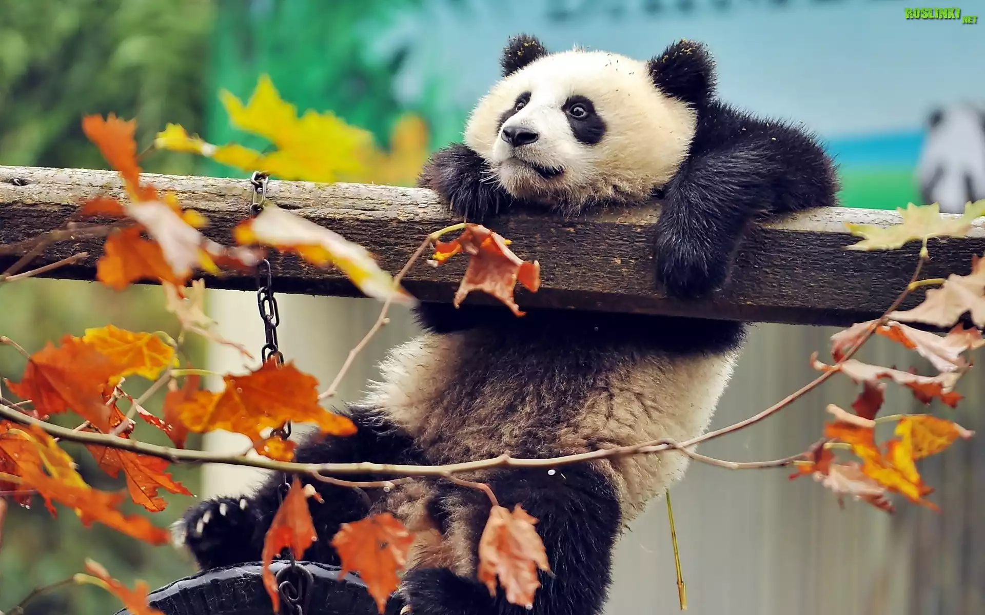 Panda, Liście