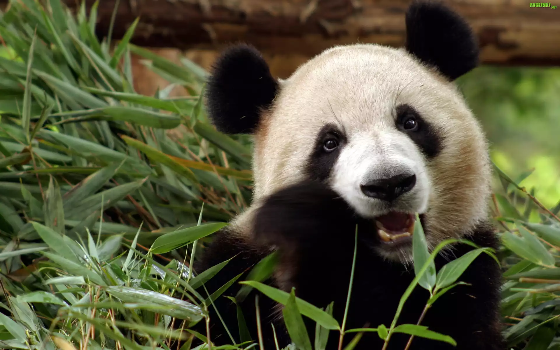 Panda, Rośliny