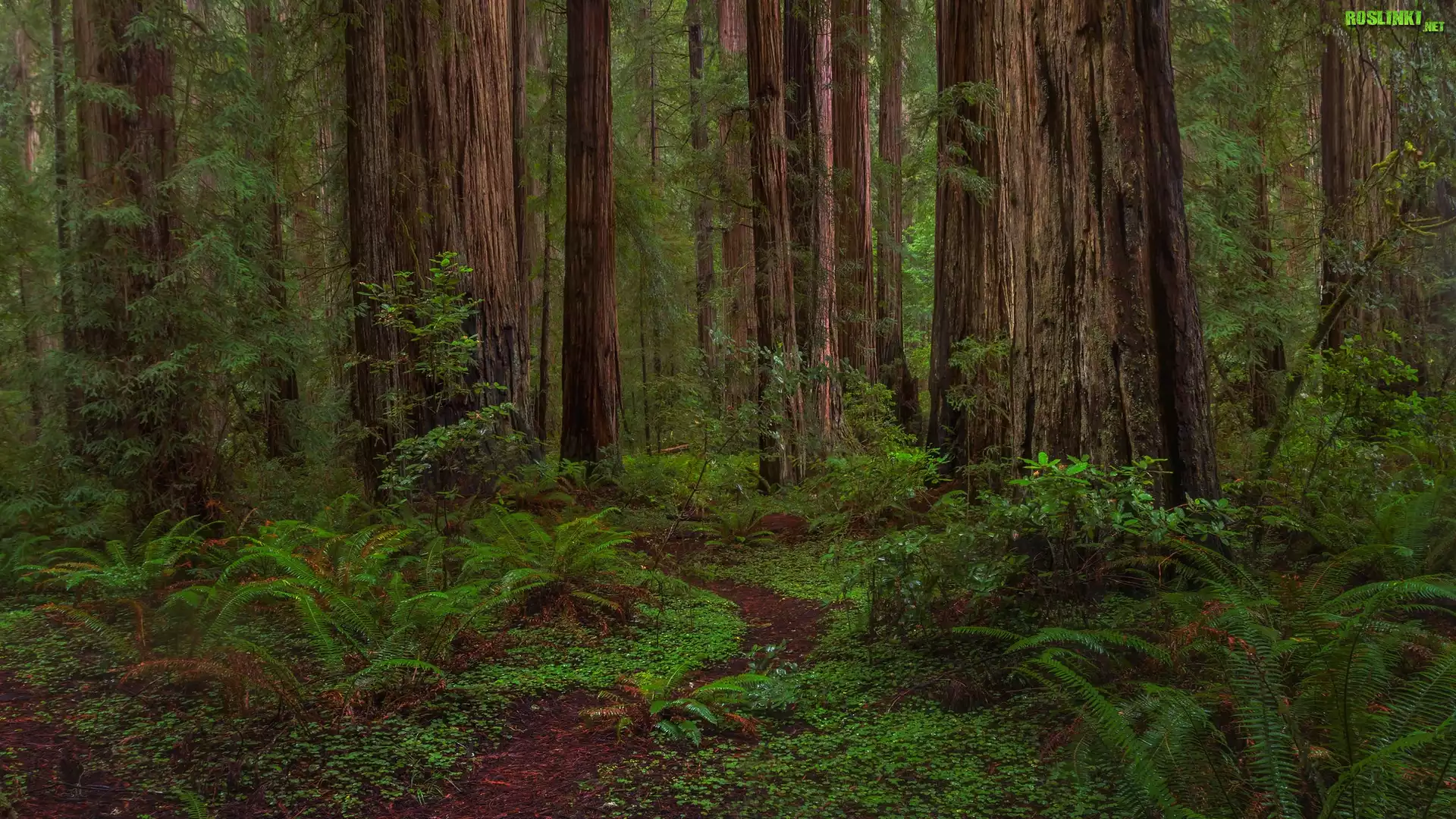 Las, Drzewa, Sekwoje, Pnie, Paprocie, Ścieżka, Park stanowy, Jedediah Smith Redwoods, Kalifornia, Stany Zjednoczone