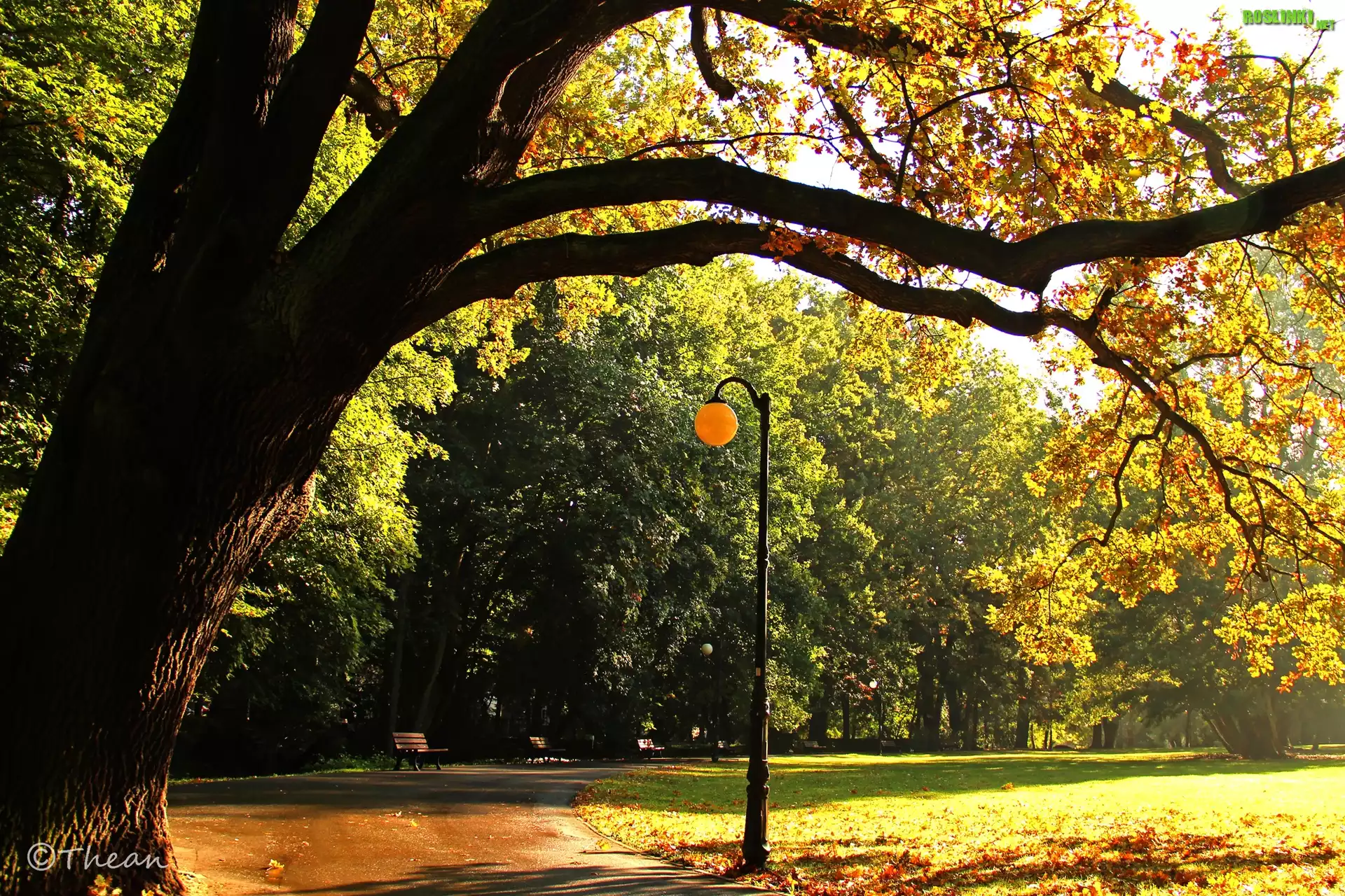 Park, Drzewa, Dąb, Latarnia, Aleja, Ławki