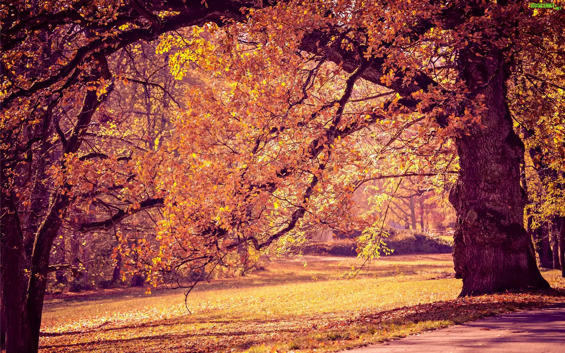 Park, Drzewa, Alejki, Jesień