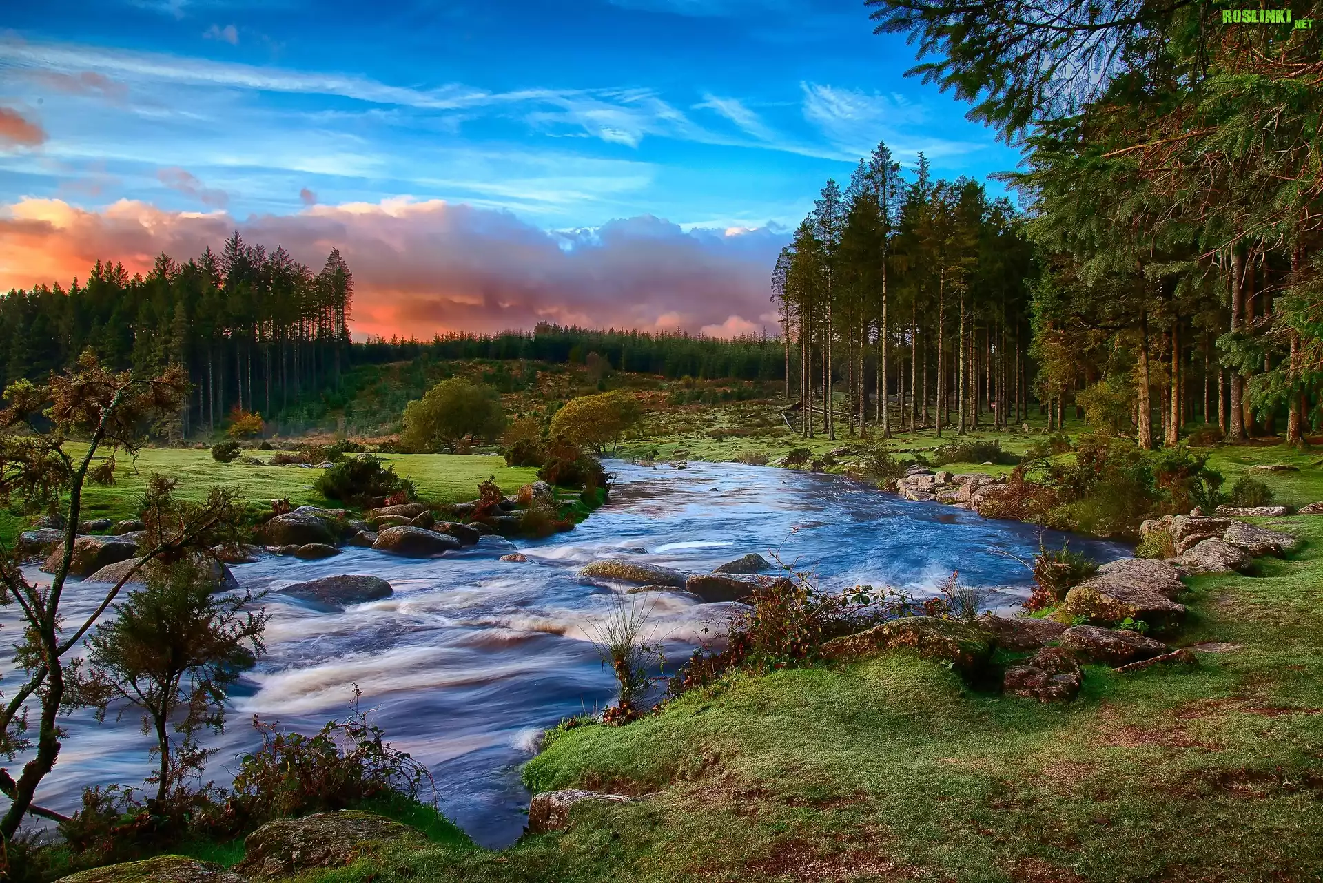 Anglia, Park Narodowy Dartmoor, Devon, Rzeka, Drzewa