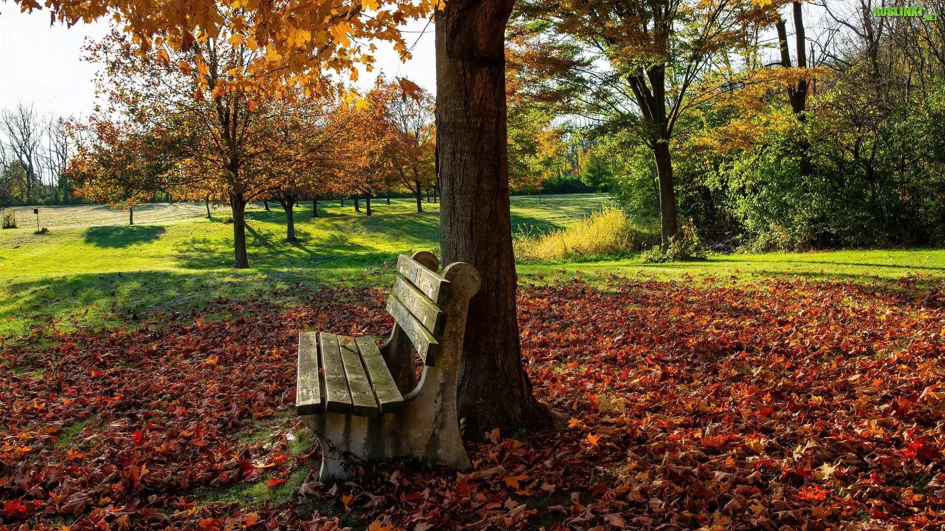 Park, Jesień, Opadłe, Liście, Ławka, Drzewa
