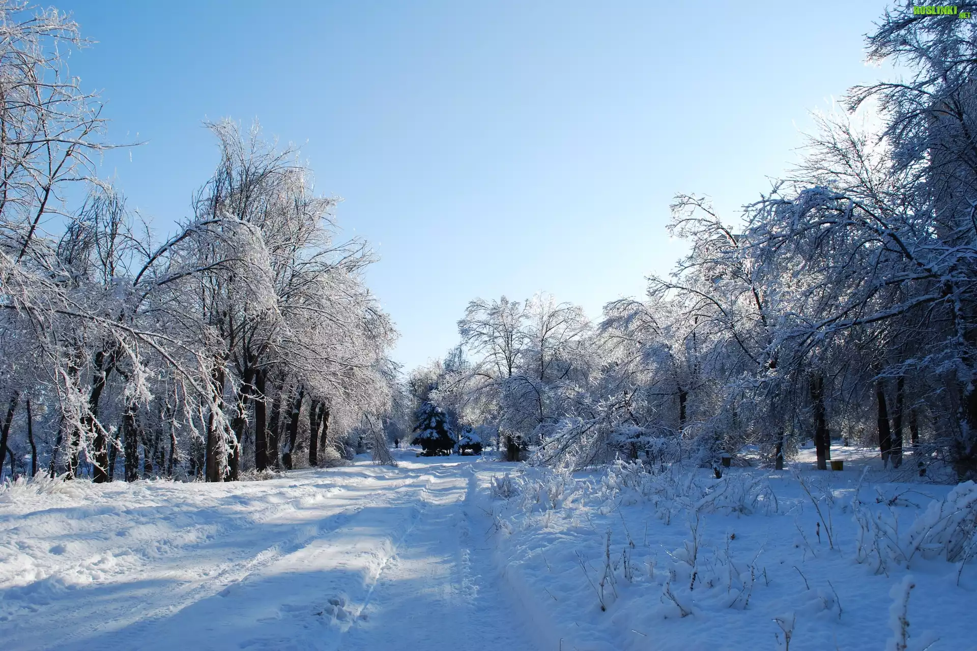 Park, Drzewa, Droga, Ławki, Zima