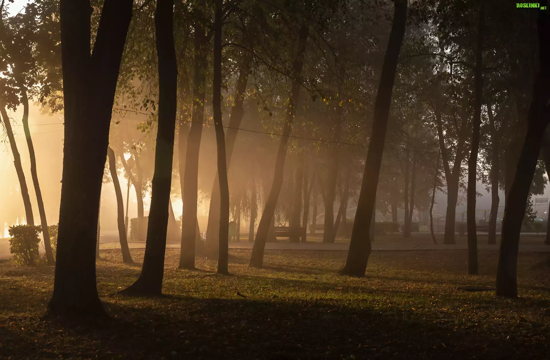 Park, Mgła, Drzewa, Ławki, Trawa