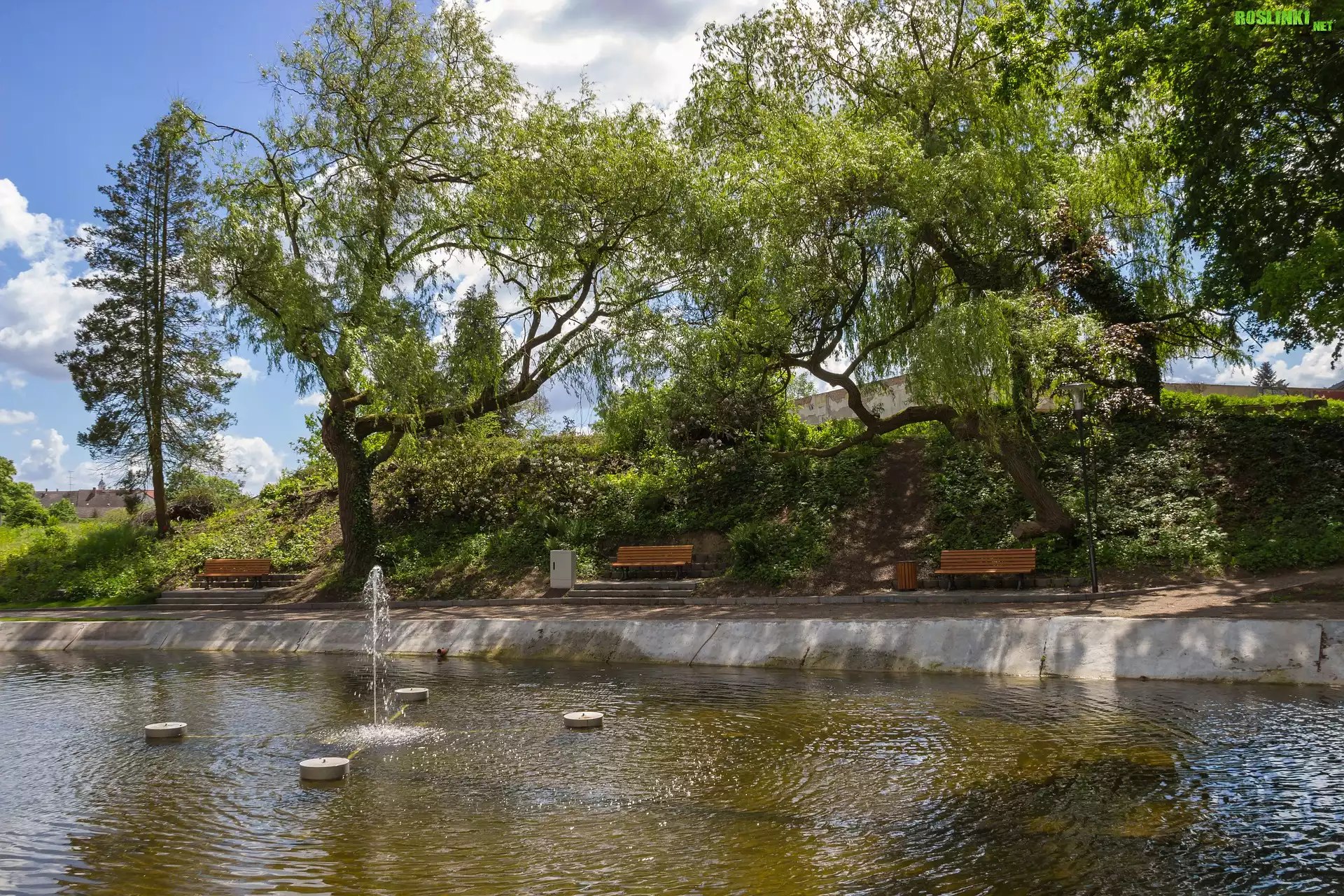 Park, Fontanna, Ławki, Drzewa