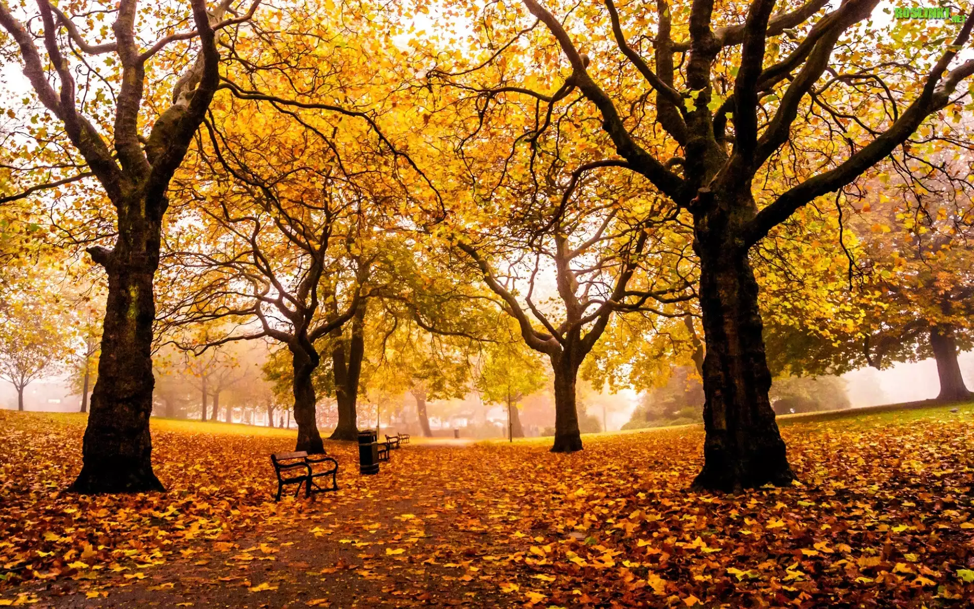 Park, Drzewa, Liście, Ławki, Jesień