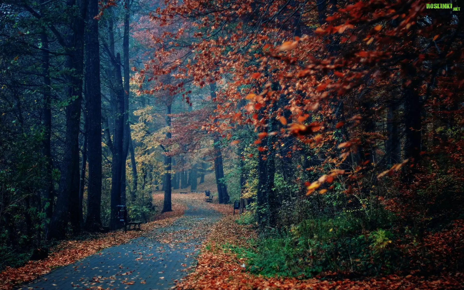 Park, Drzewa, Liście, Ławki, Jesień