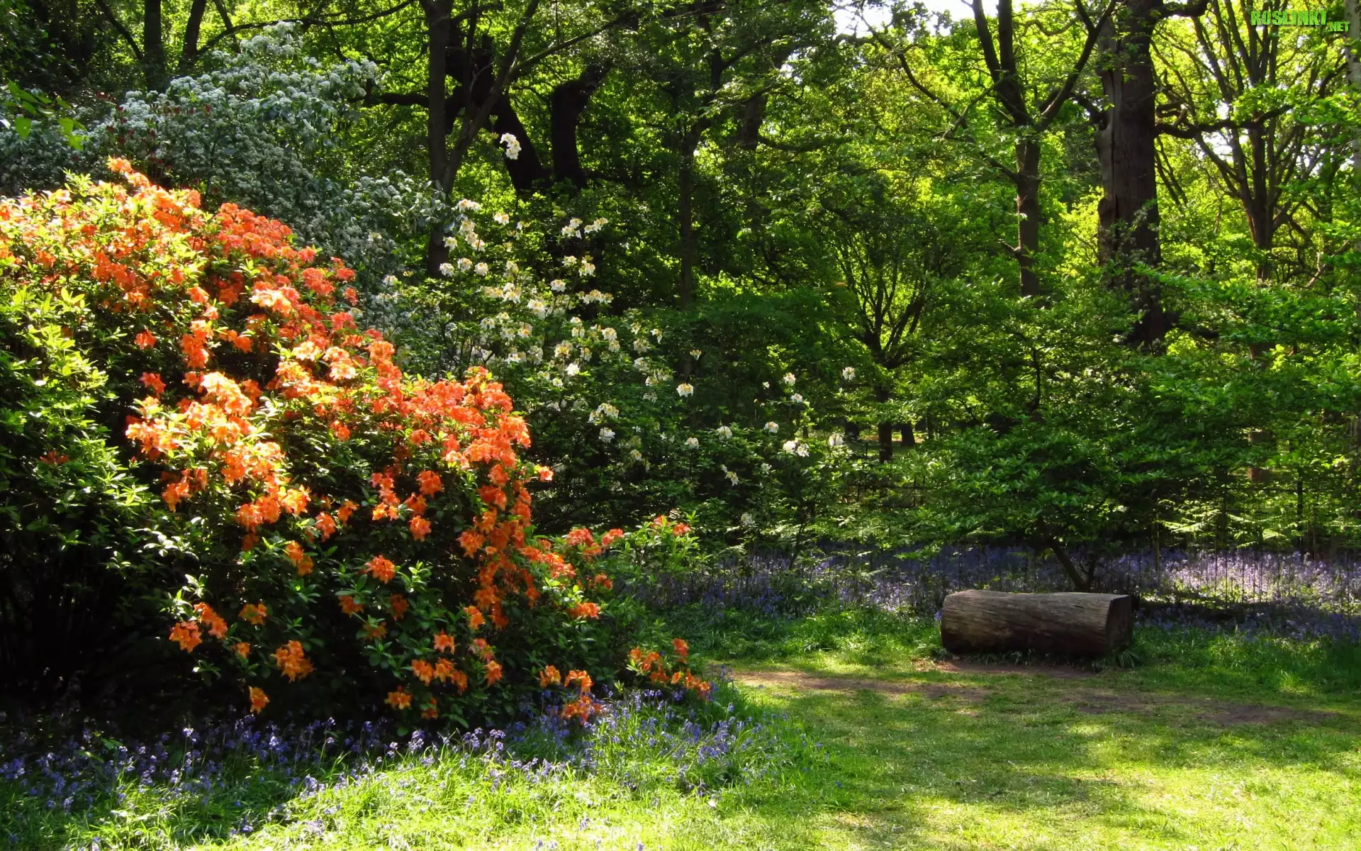 Park, Kwitnące, Krzewy, Kwiaty, Ścieżka, Rododendrony