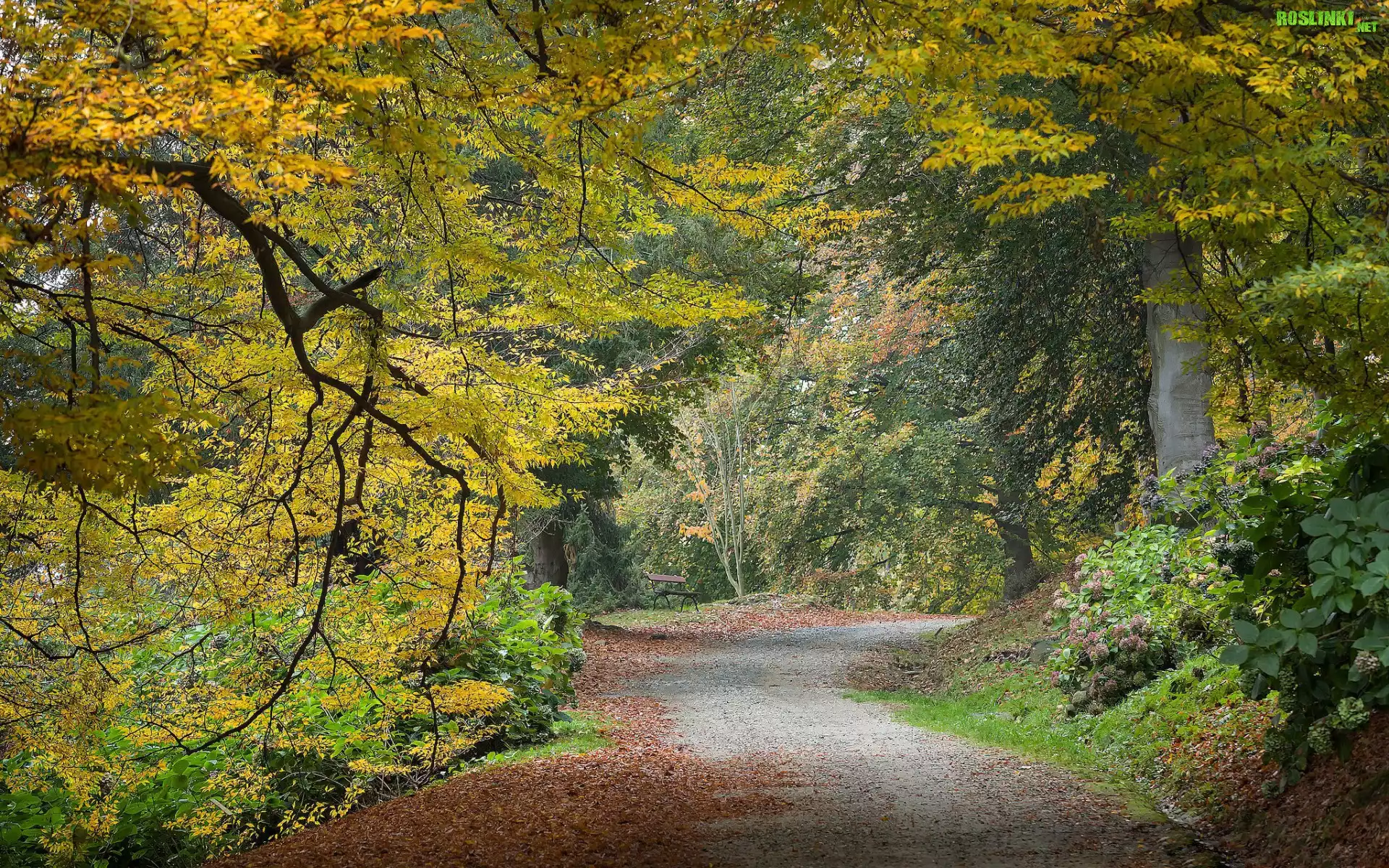 Park, Drzewa, Żółknące, Liście, Droga, Ławka