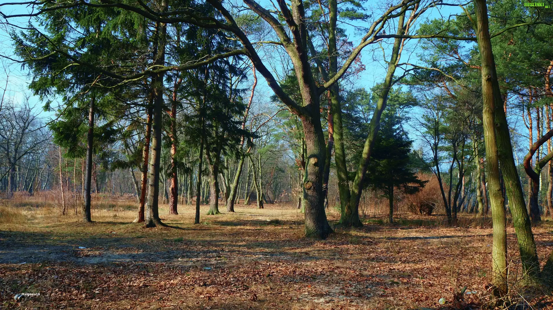 Park, Drzewa