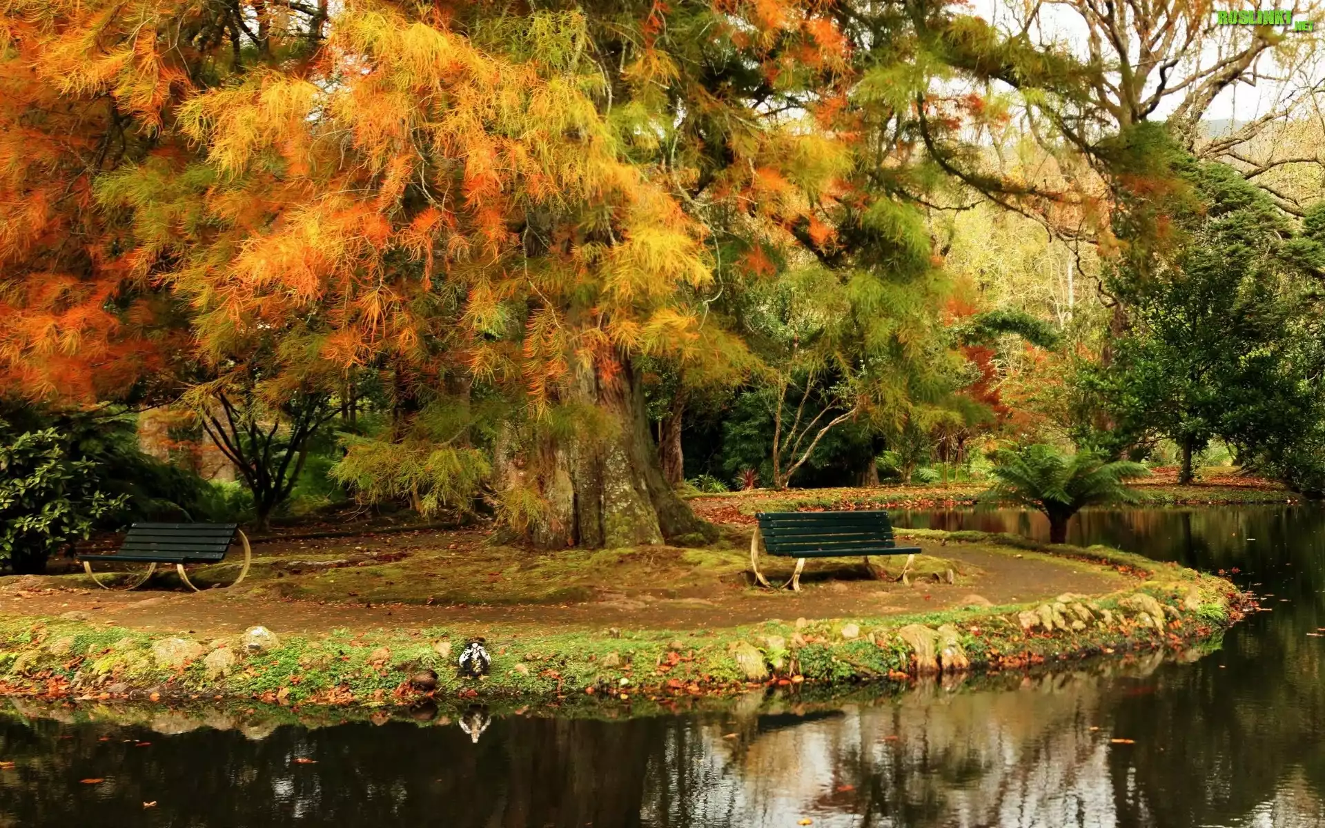 Park, Rzeka, Ławki, Drzewa, Jesień