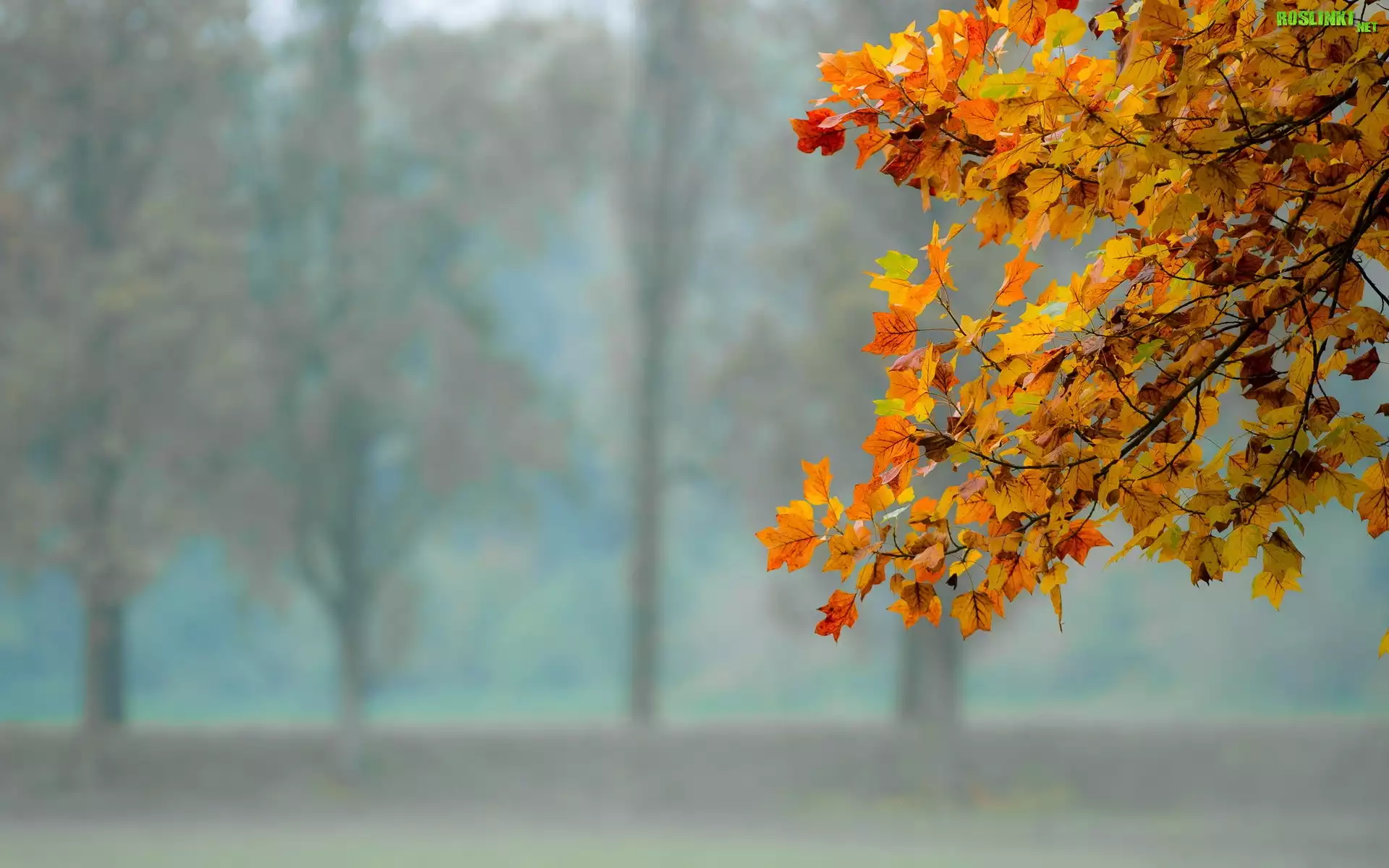 Park, Gałąź, Drzewa, Liście