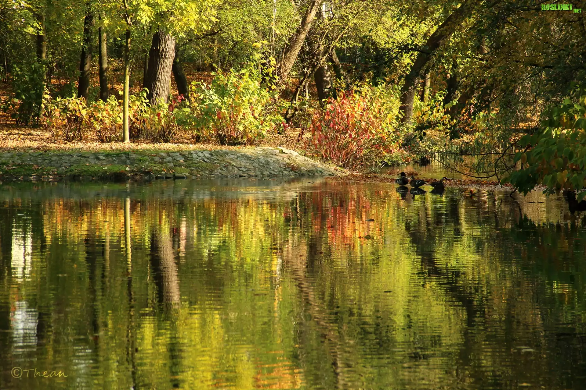 Park, Jesień, Jezioro, Drzewa, Kaczki