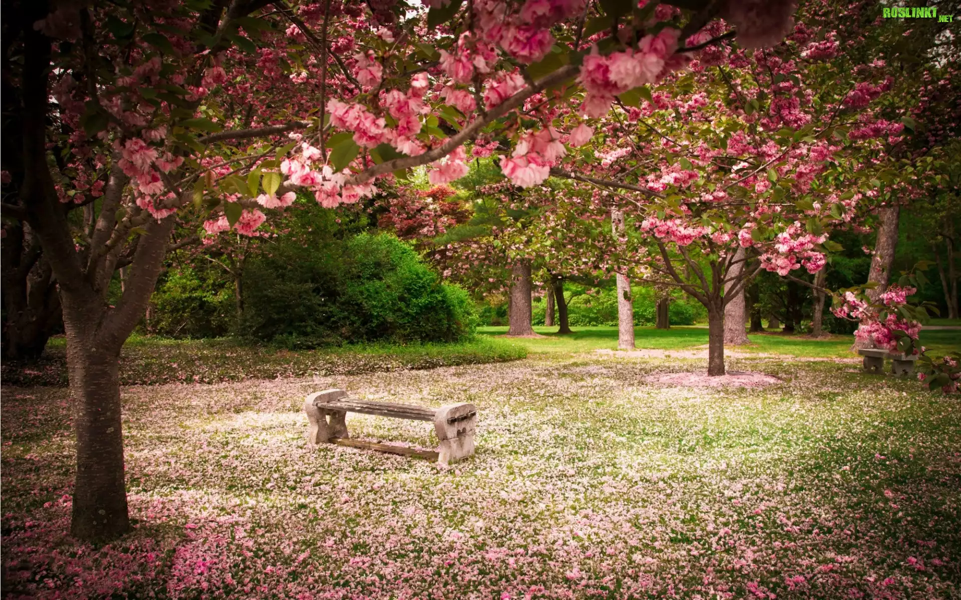 Park, Ławki, Kwitnące, Drzewa, Wiosna