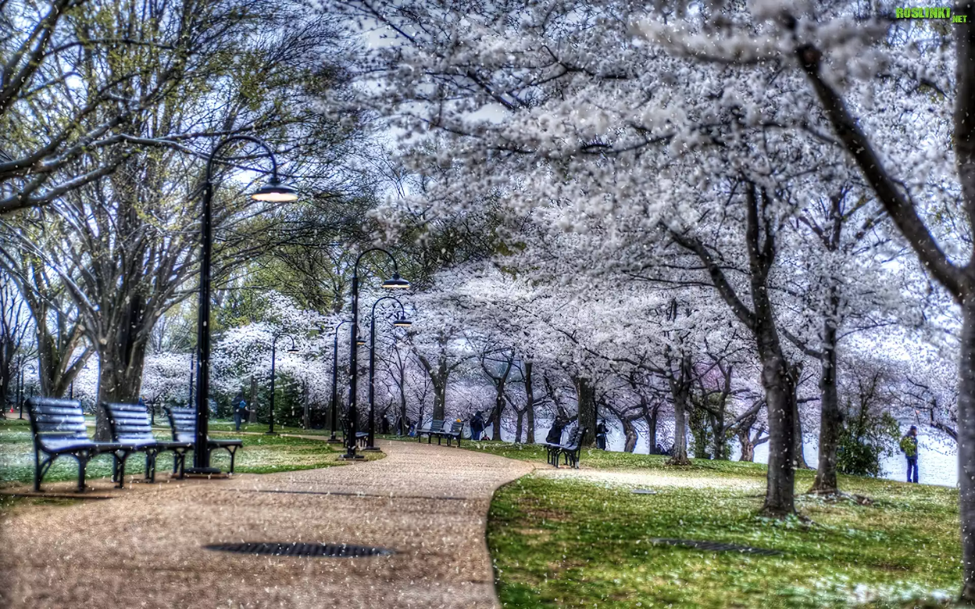 Park, Kwitnące, Drzewa, Ławki
