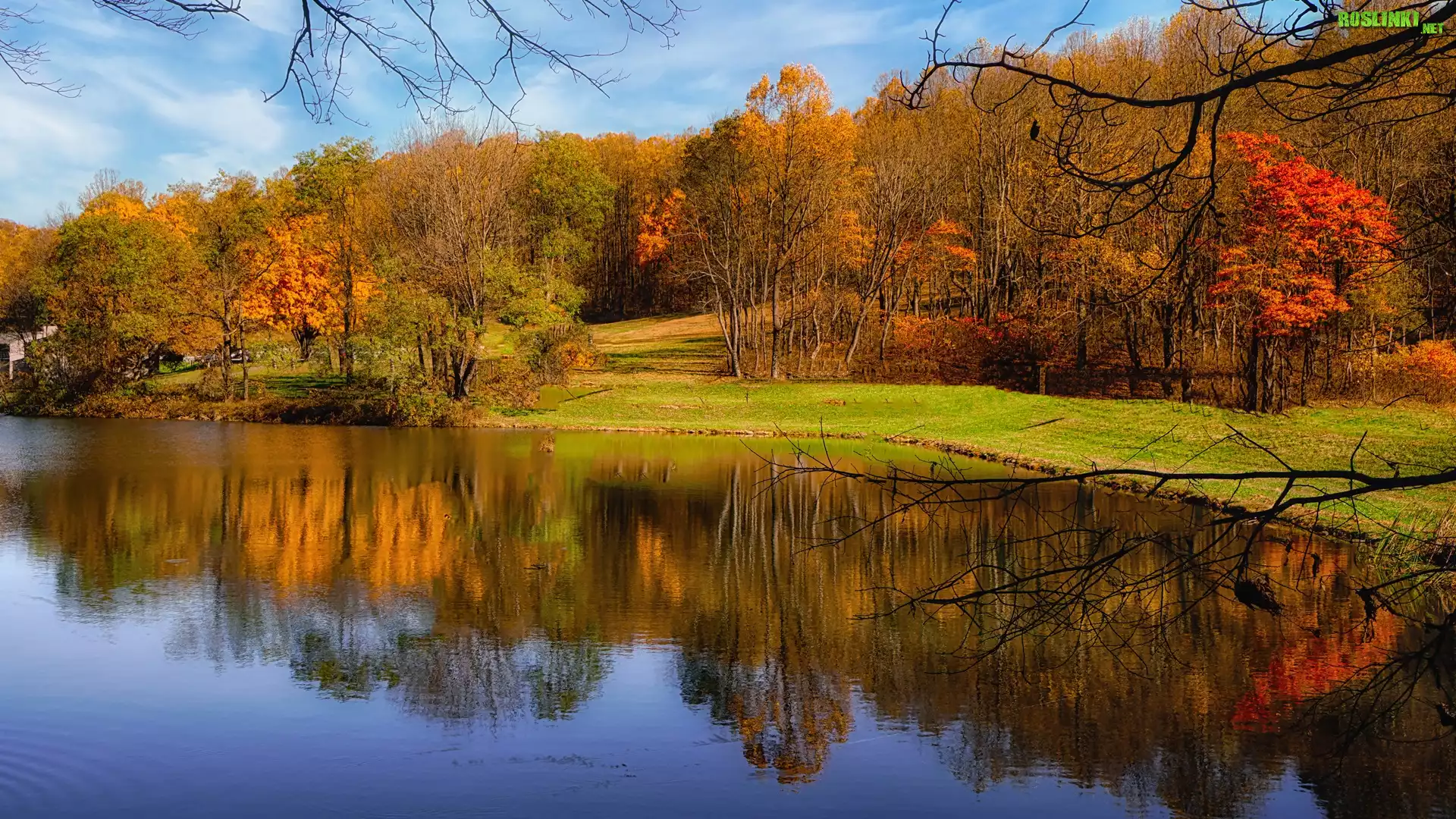 Park, Staw, Pożółkłe, Drzewa, Jesień