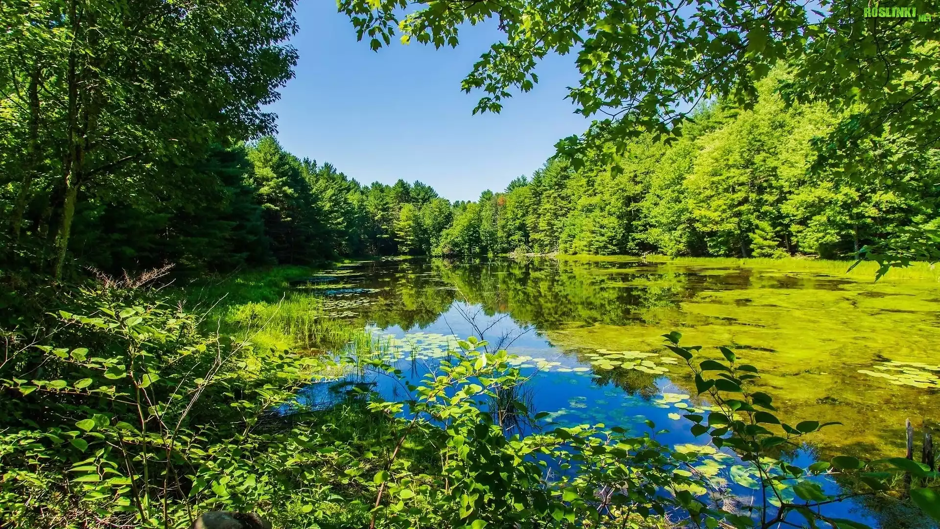 Park, Staw, Roślinność, Drzewa, Liście