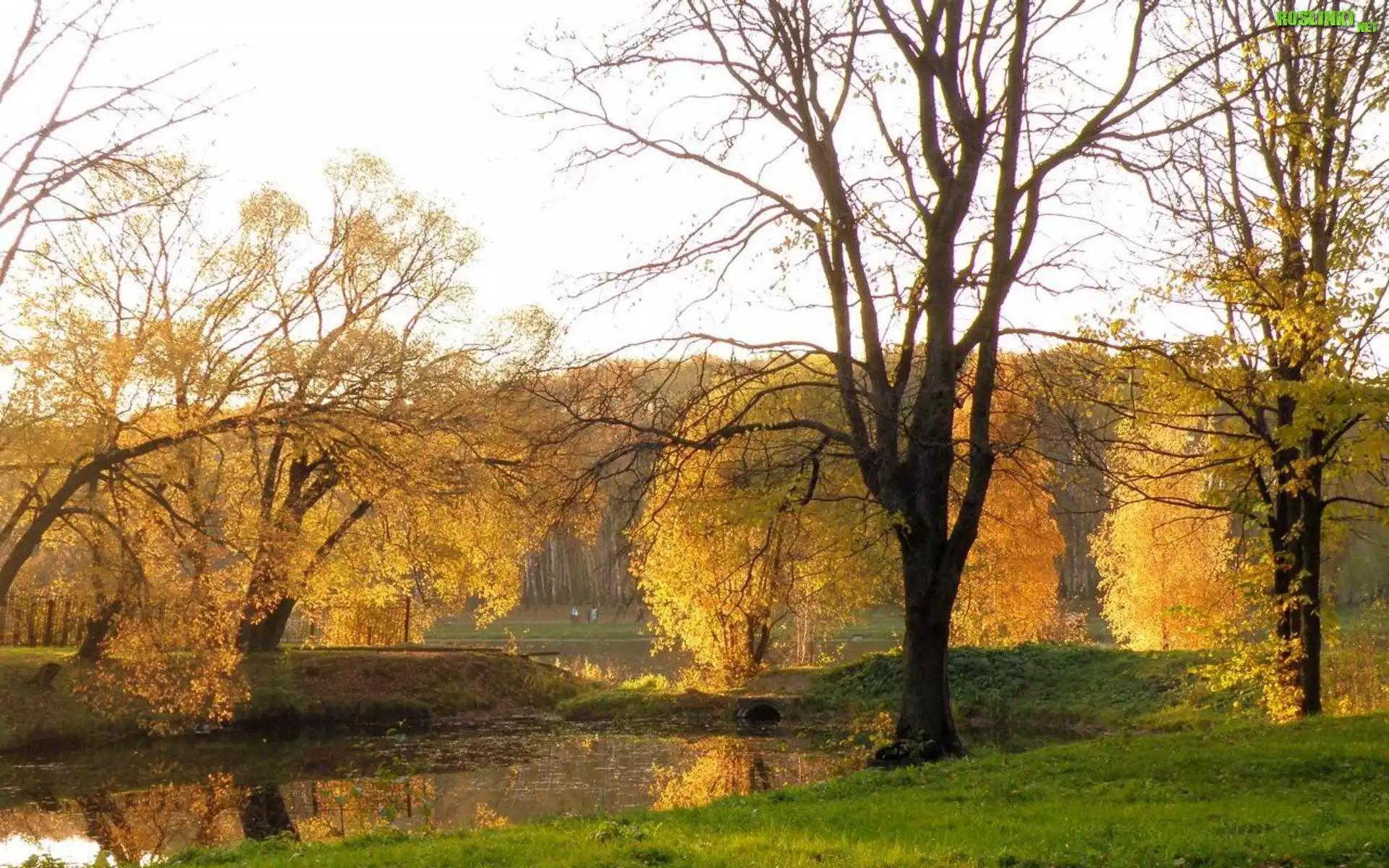 Park, Rzeka, Drzewa, Jesień